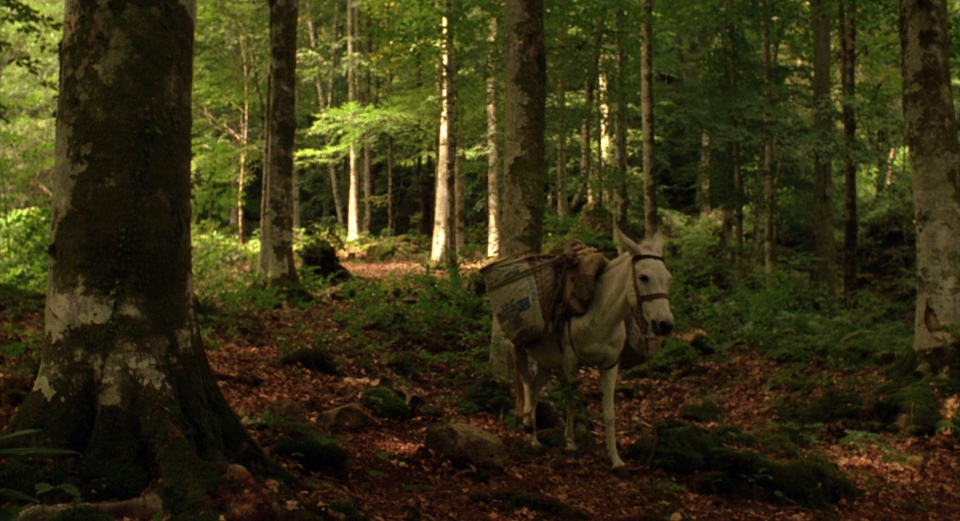 Honey (2010) —  shot,  lighting