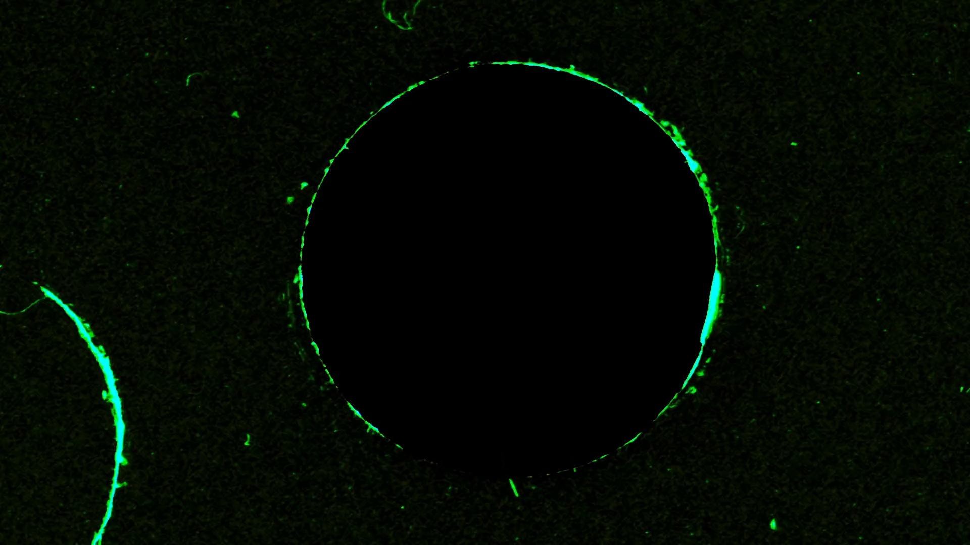 Fenty x Savage Vol. 4 | Lara (2022) —  shot,  lighting