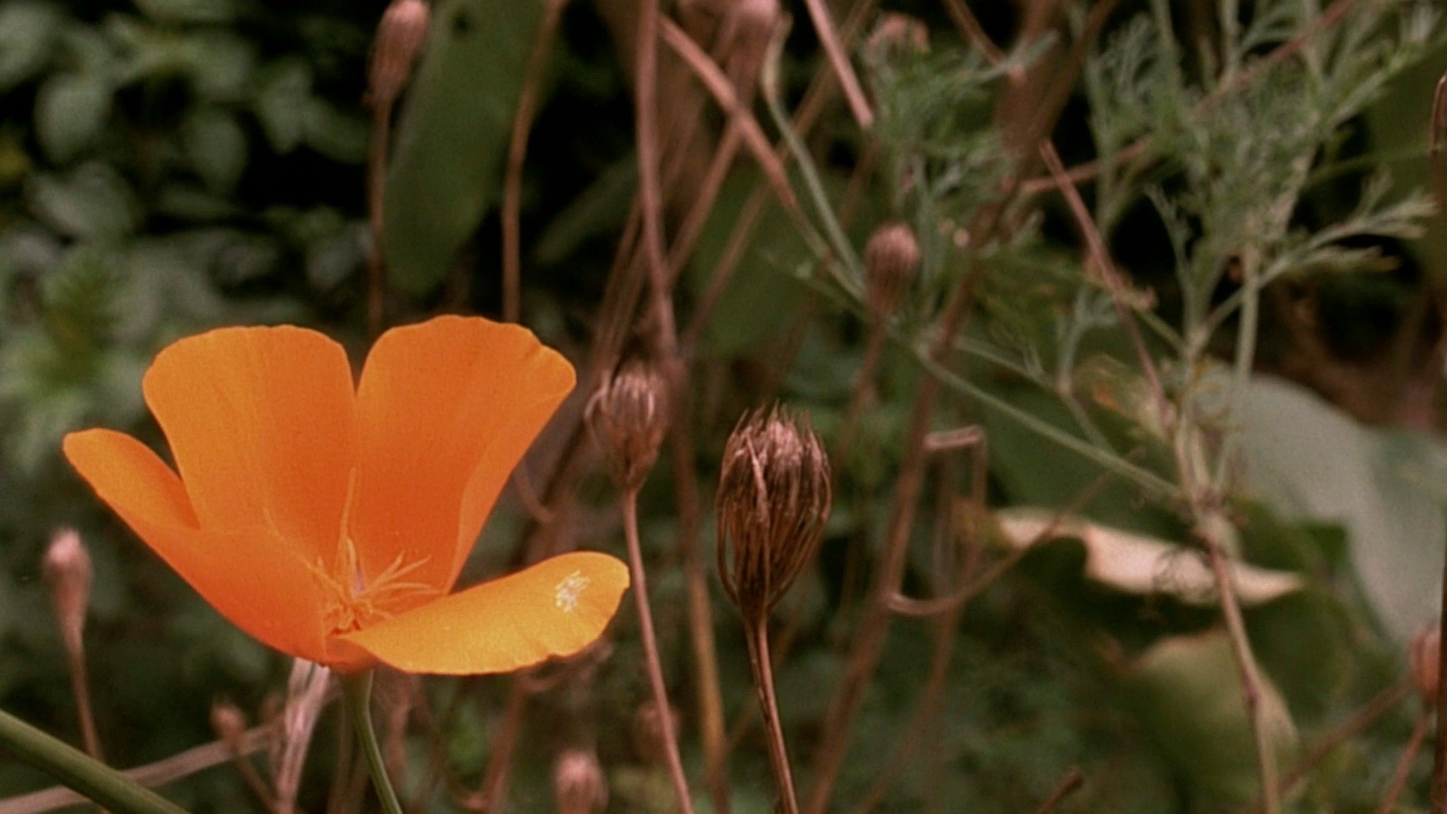 The Diving Bell and the Butterfly (2007) —  shot,  lighting