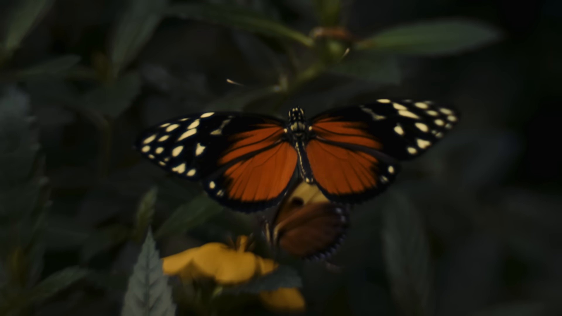 HO SBAGLIATO ANCORA (2024) —  shot,  lighting