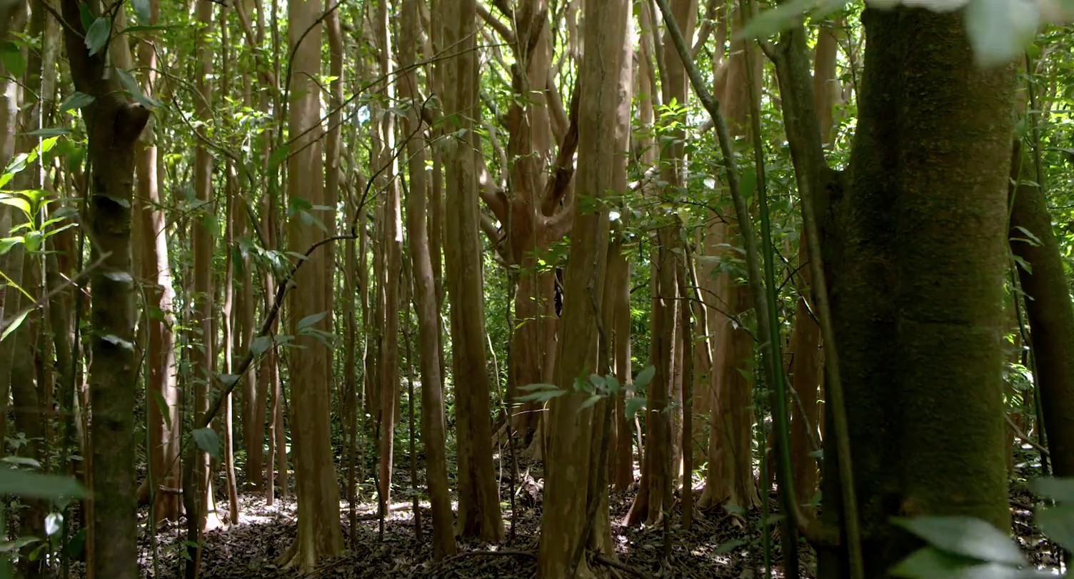 August at Akiko's (2018) —  shot,  lighting