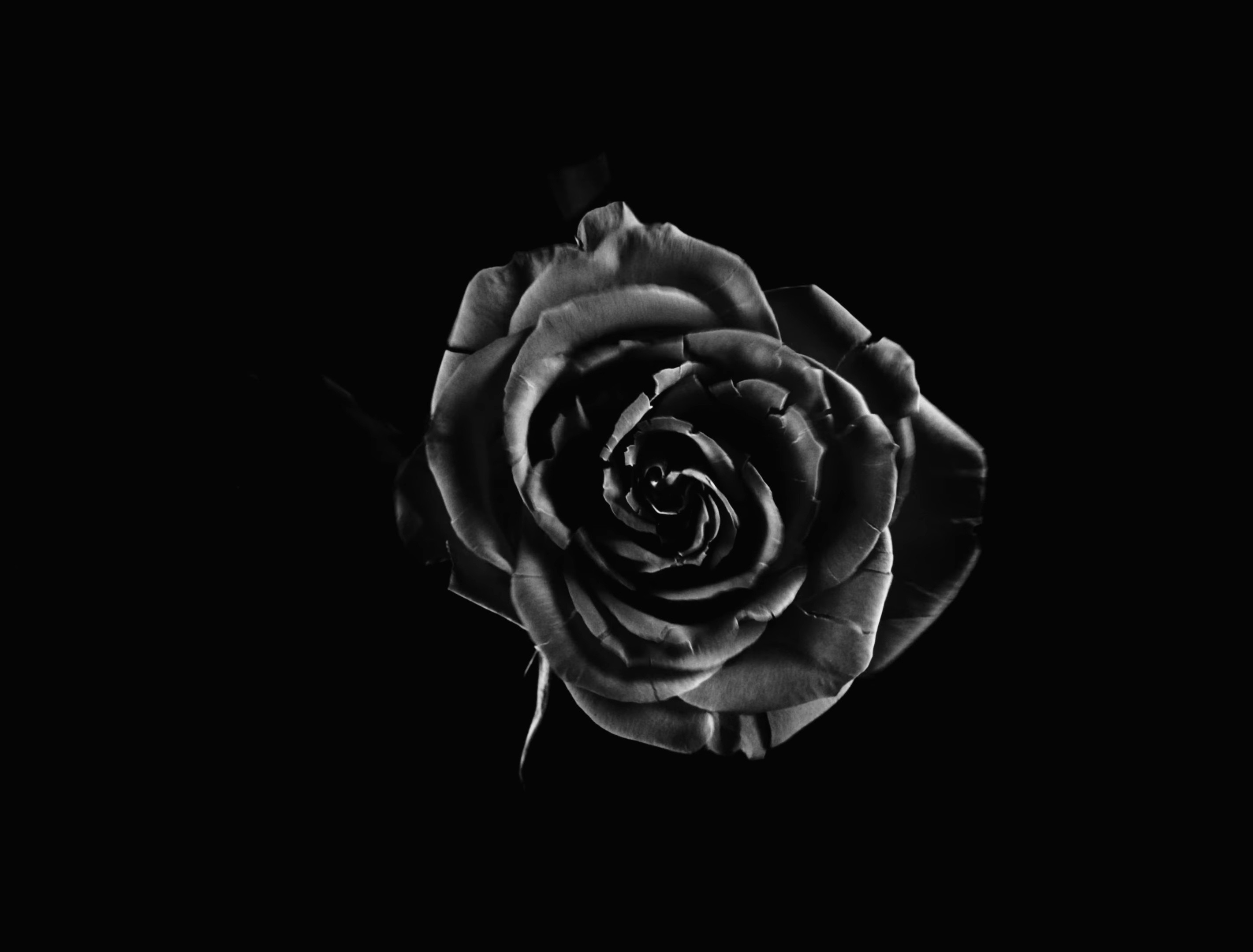 iMelrose (2024) —  shot,  lighting