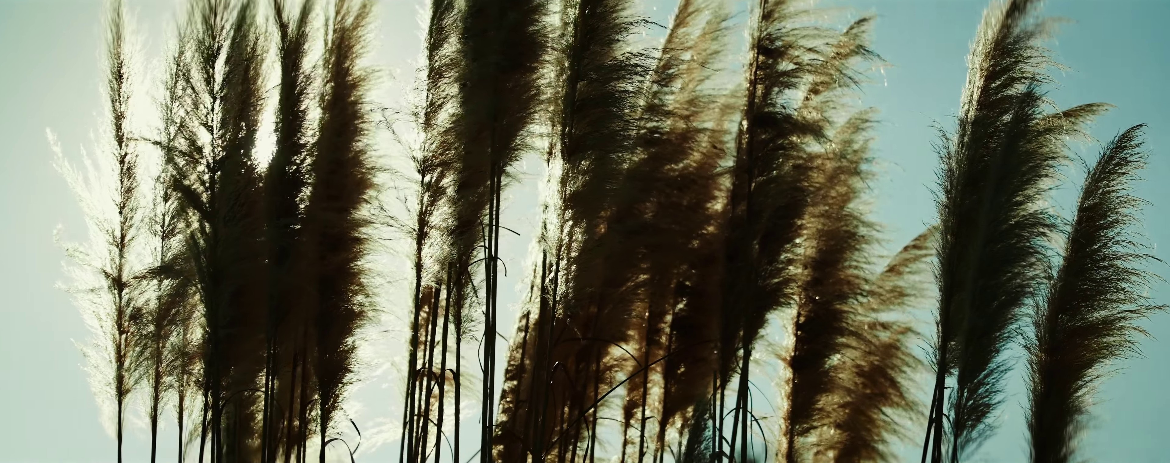 Señor de los Gallos (2021) —  shot,  lighting