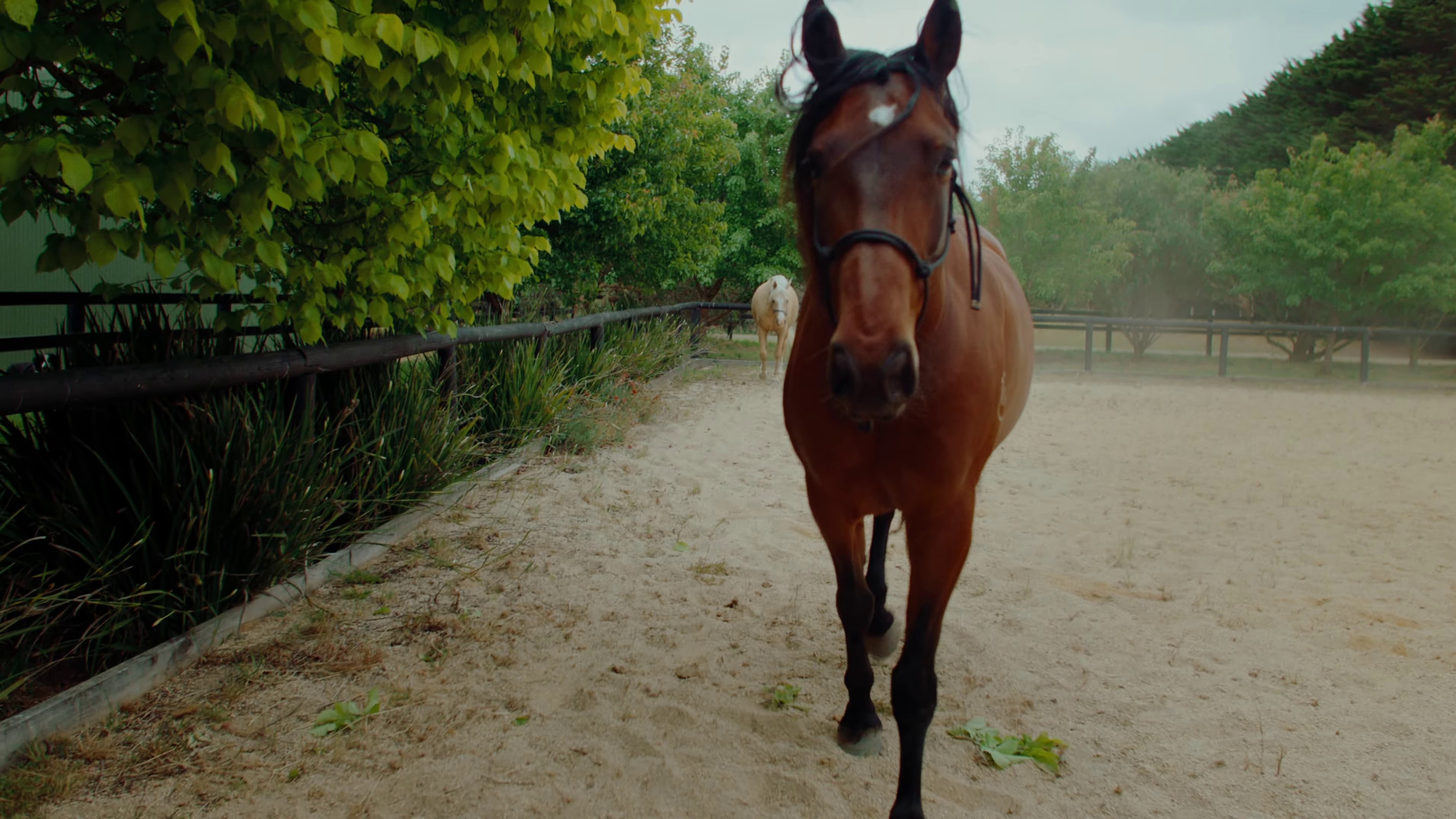 Milk & Honey (2023) —  shot,  lighting