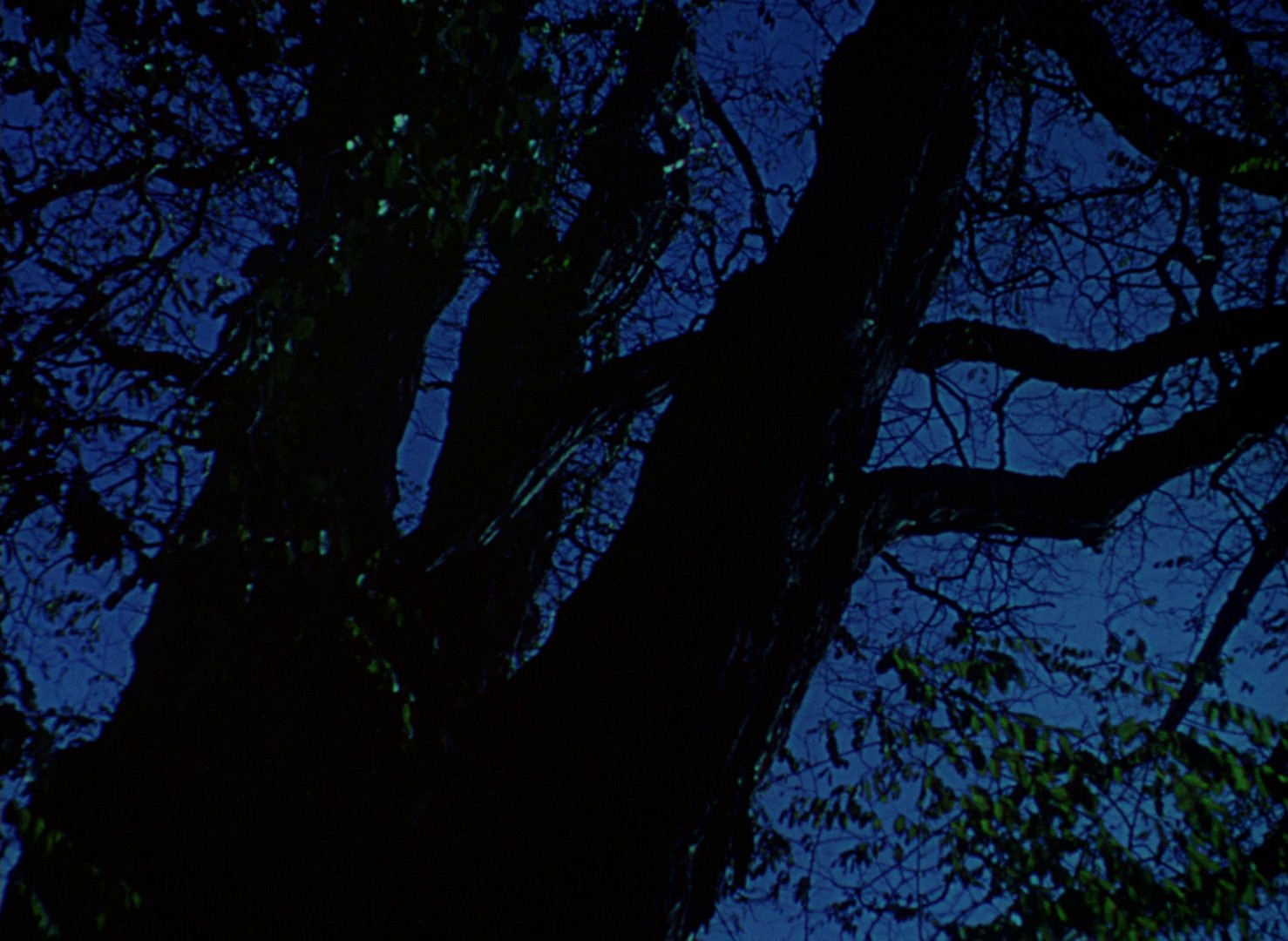 Gone to Earth (1950) —  shot,  lighting