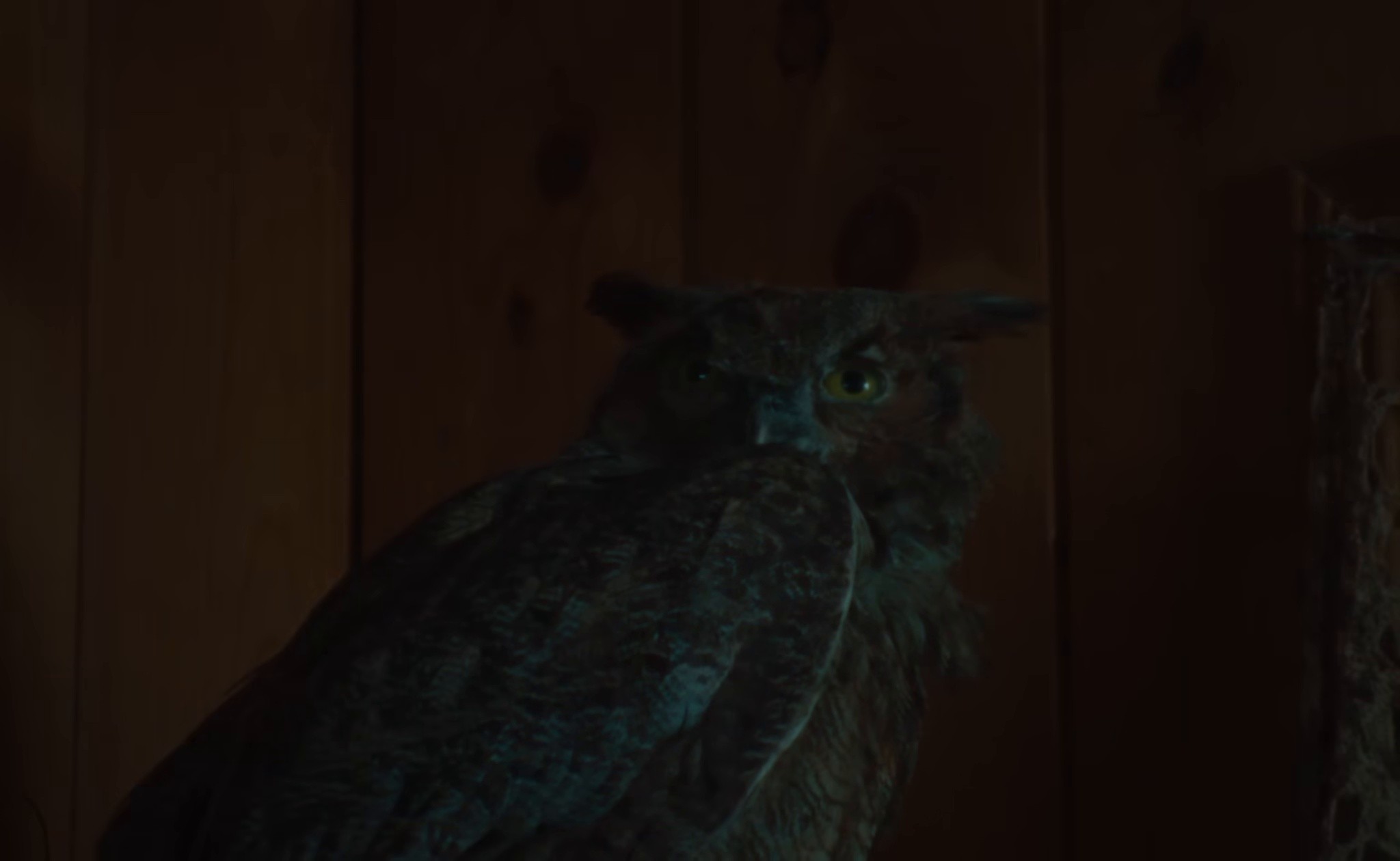 Trophy Hunting (2025) —  shot,  lighting