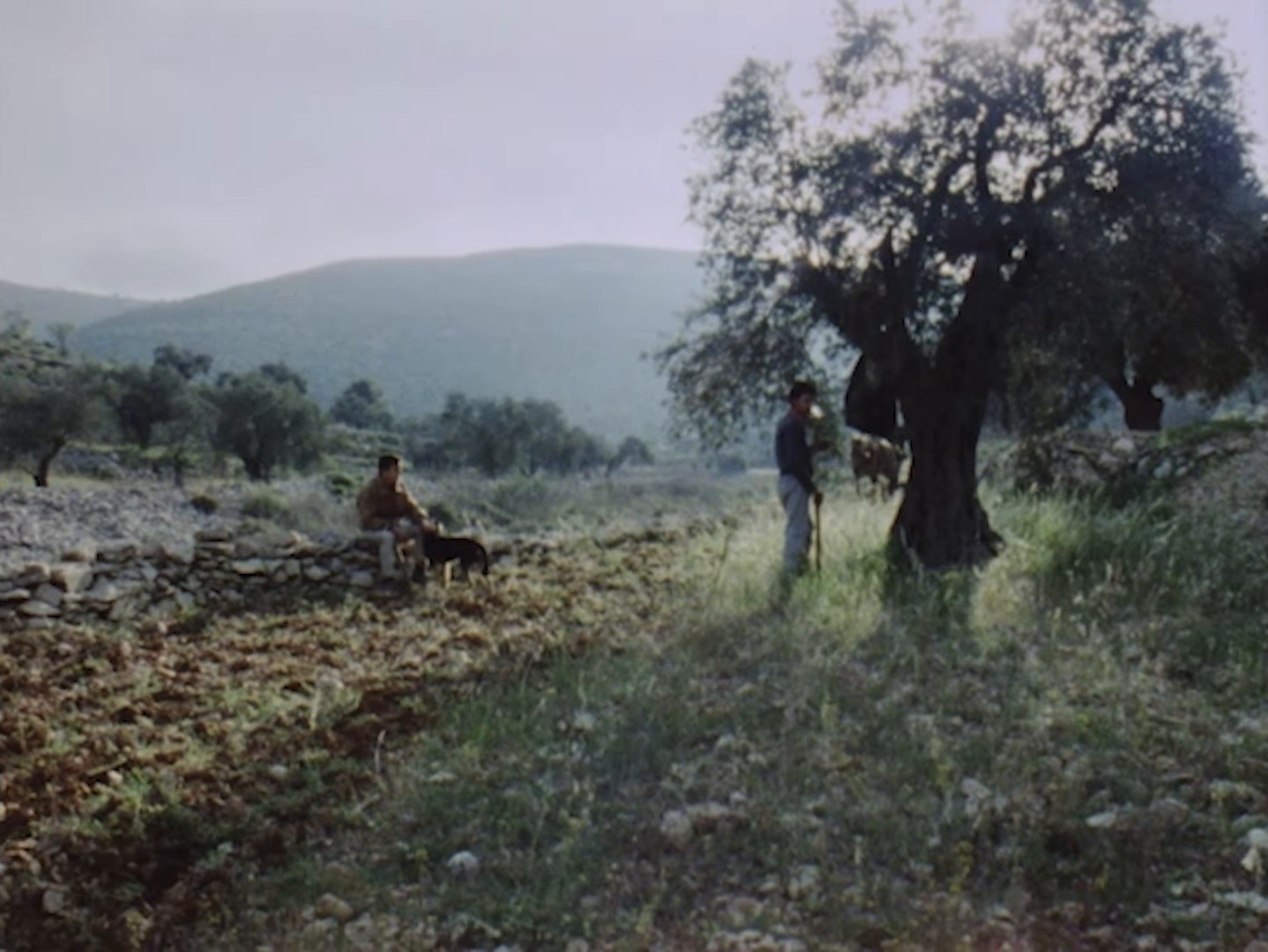 Olive tree (2025) —  shot,  lighting