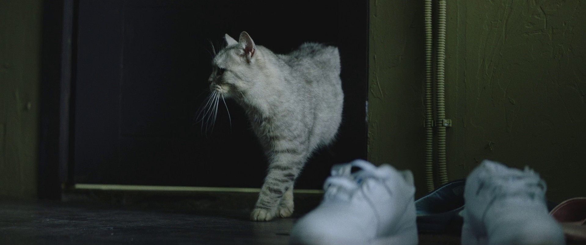 Fairy (2020) —  shot,  lighting