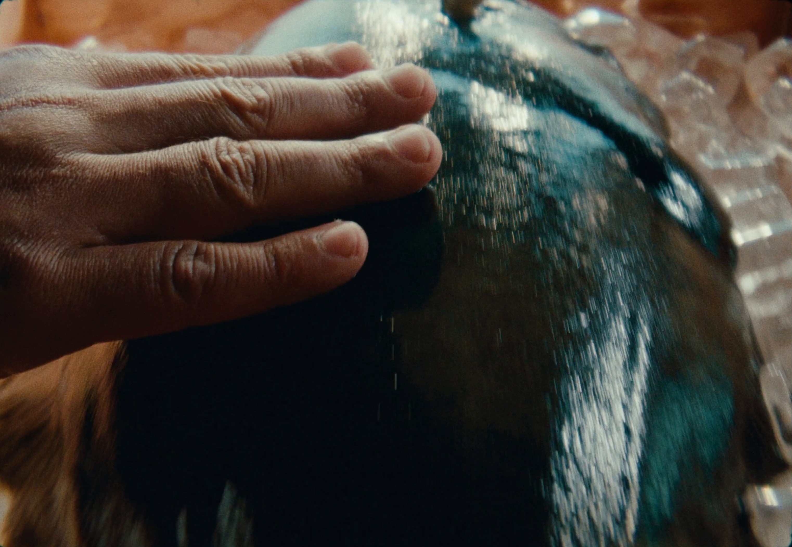 Sterling - Unleash The Magic of Halibut (2024) —  shot,  lighting