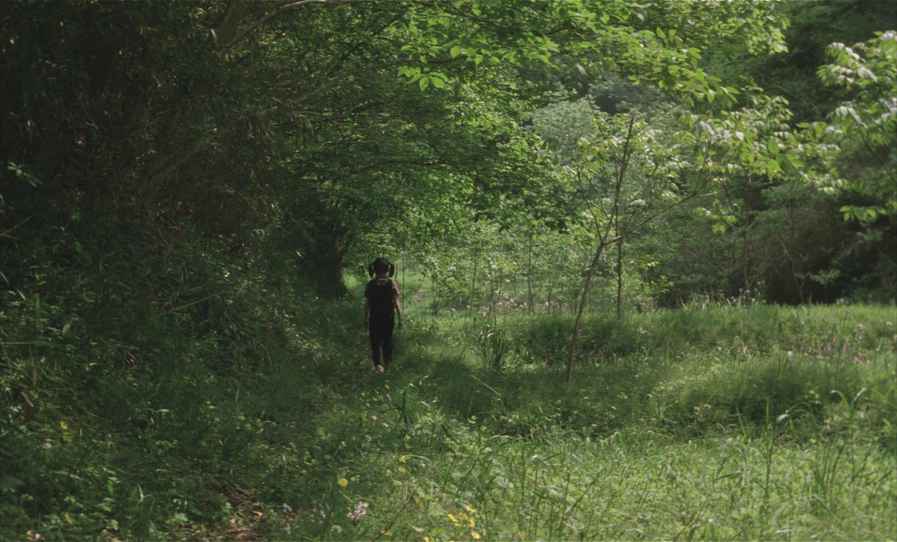 The Taste of Tea (2004) —  shot,  lighting