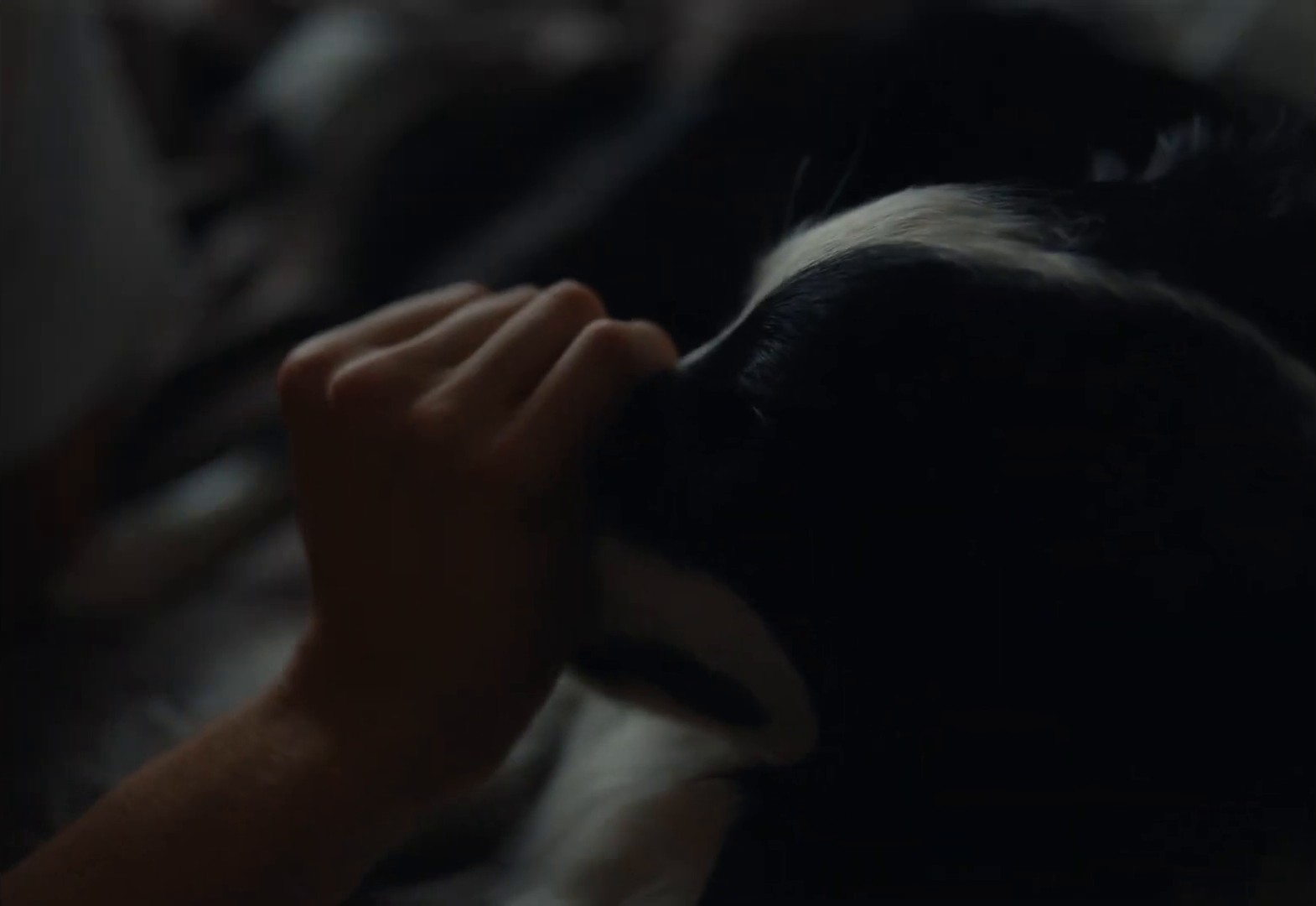 Dom jest wtedy, gdy ludzie i zwierzęta wspólnie mogą oswajać swój świat (2024) —  shot,  lighting