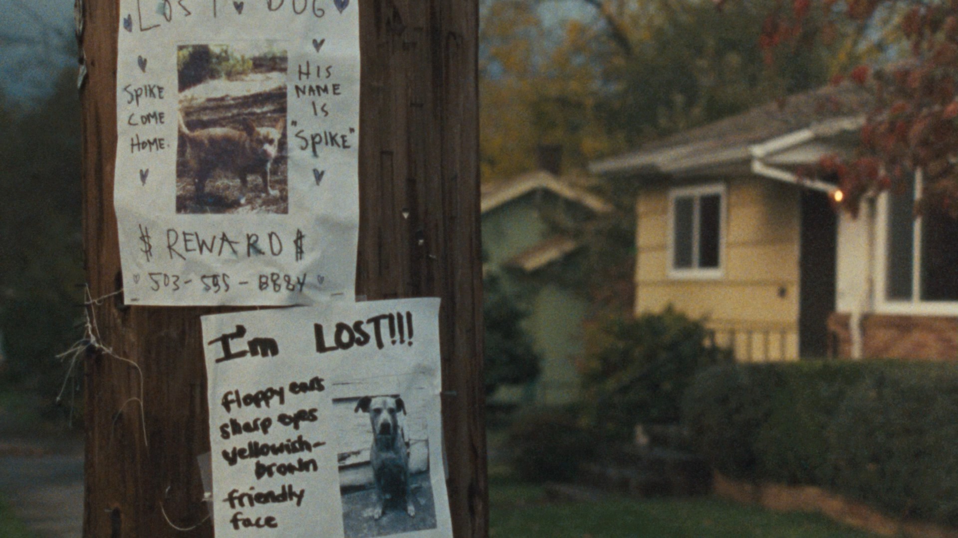 Wendy and Lucy (2008) —  shot,  lighting