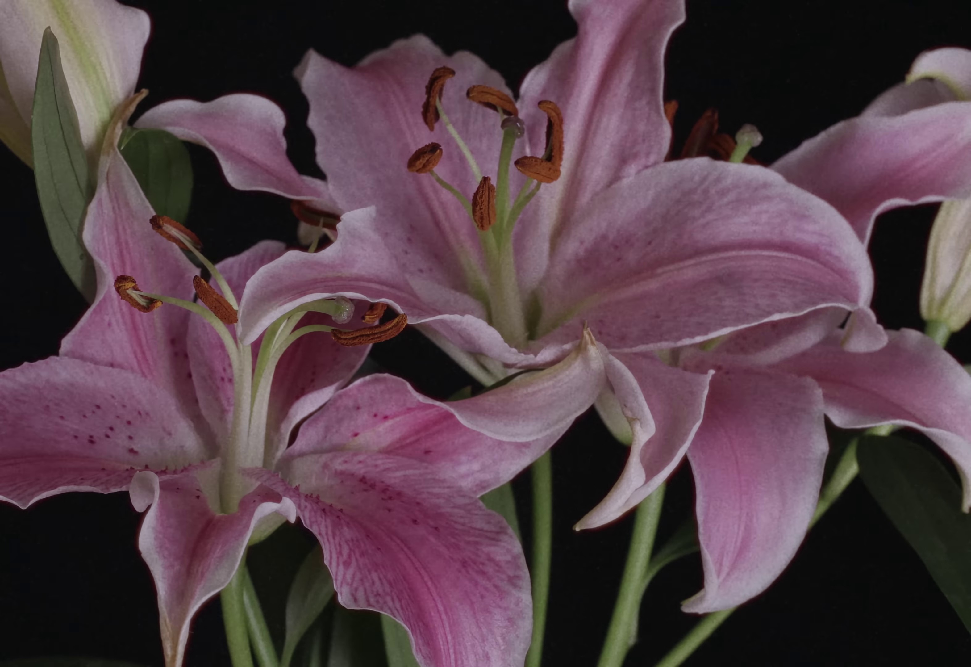 No One Gets Out Alive (2024) —  shot,  lighting