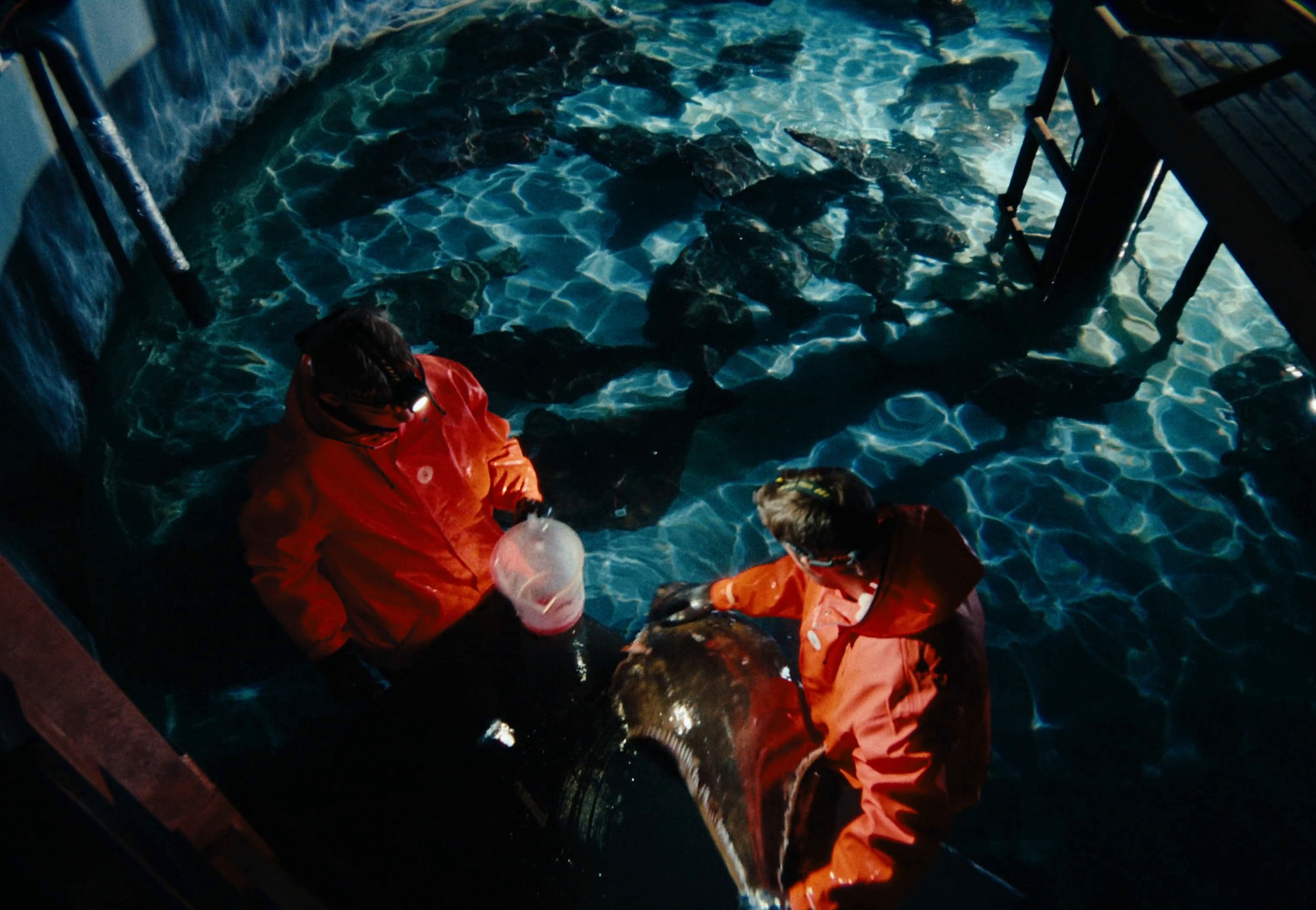 Sterling - Unleash The Magic of Halibut (2024) —  shot,  lighting