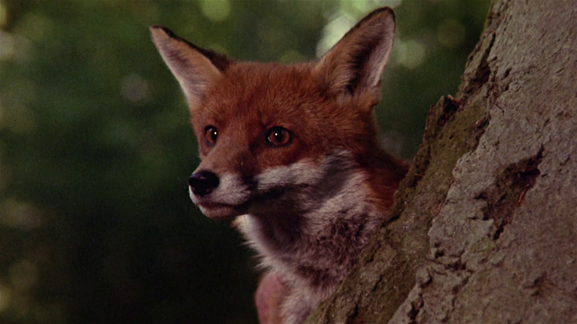 The Little Prince (1974) —  shot,  lighting