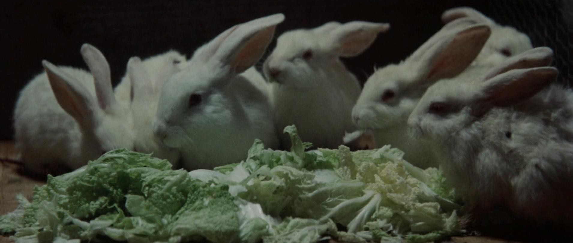 Aesthetics of a Bullet (1973) —  shot,  lighting