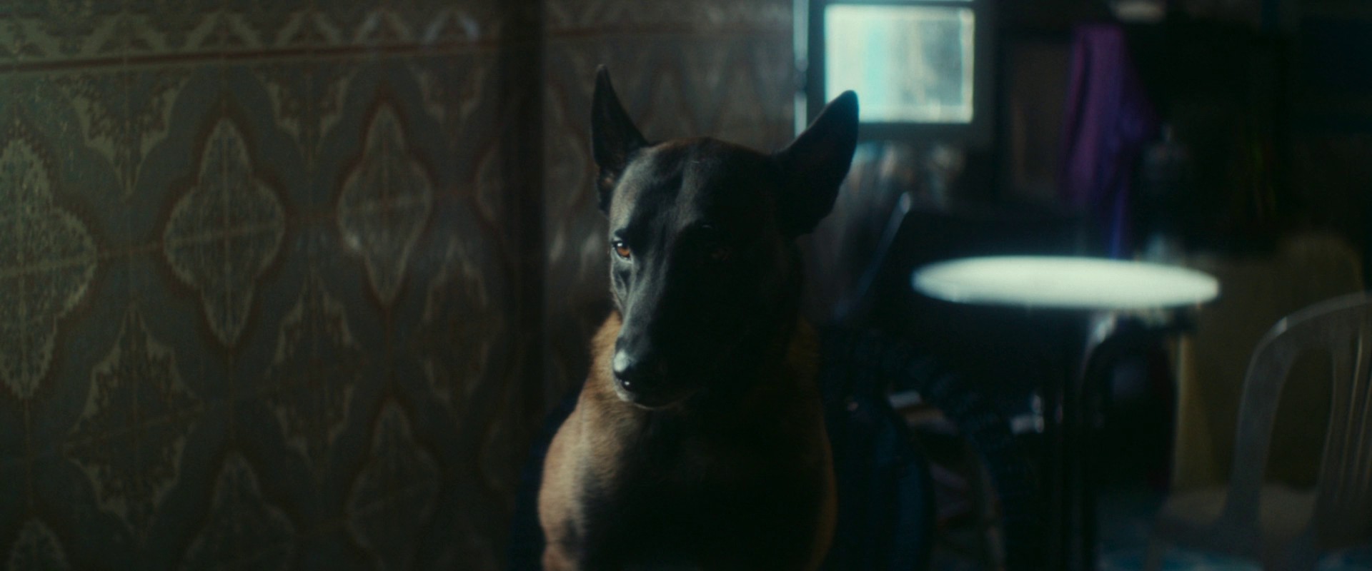 Animalia (2023) —  shot,  lighting