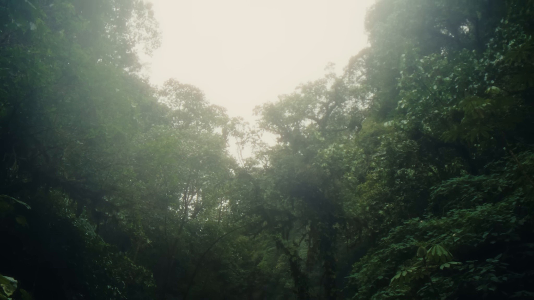 Heaven (Butterflies) (2025) —  shot,  lighting