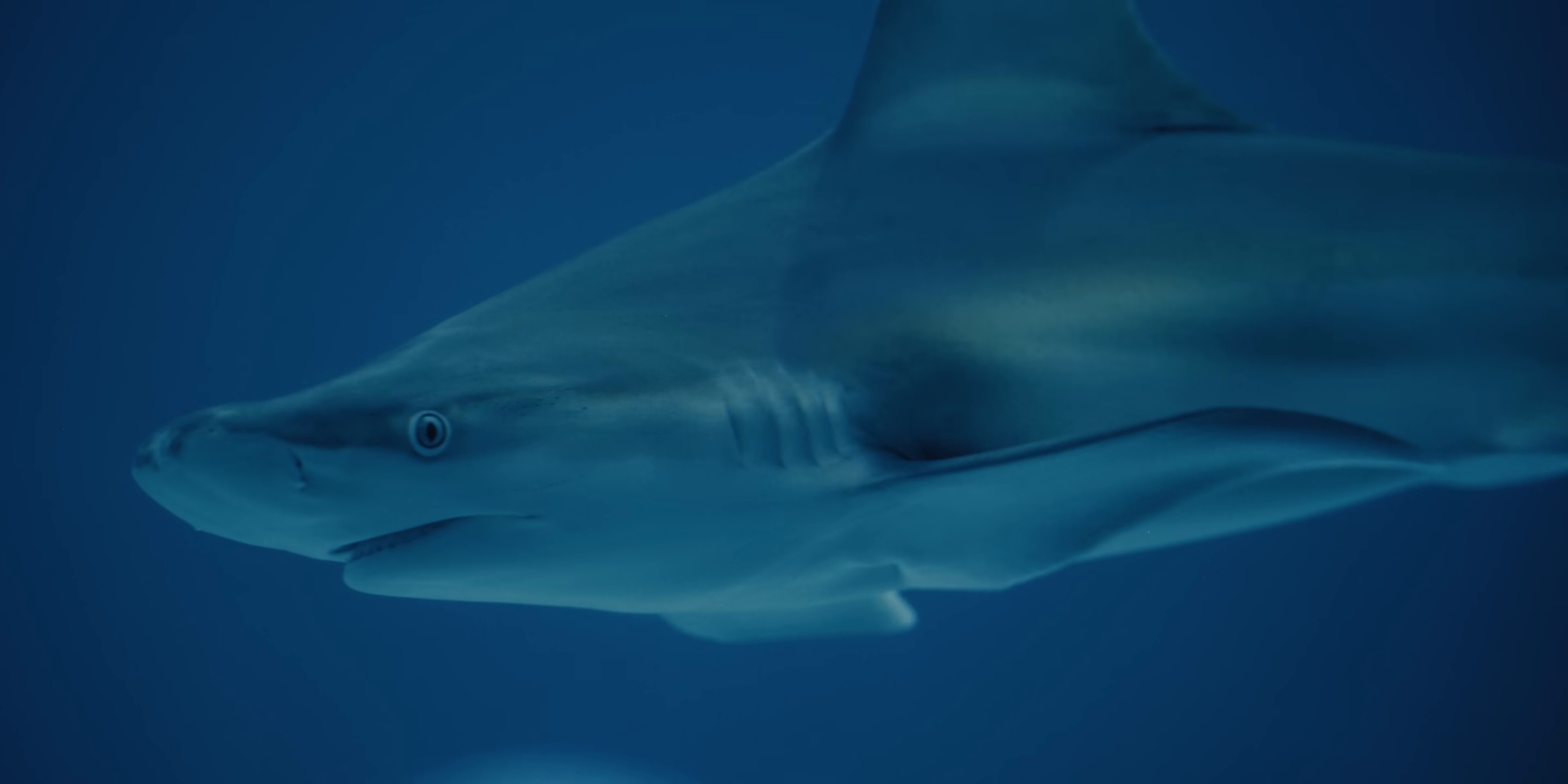 KASSANDRA (2024) —  shot,  lighting