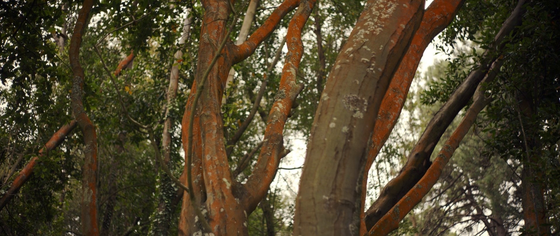 APOLLO & DAPHNE (2018) —  shot,  lighting