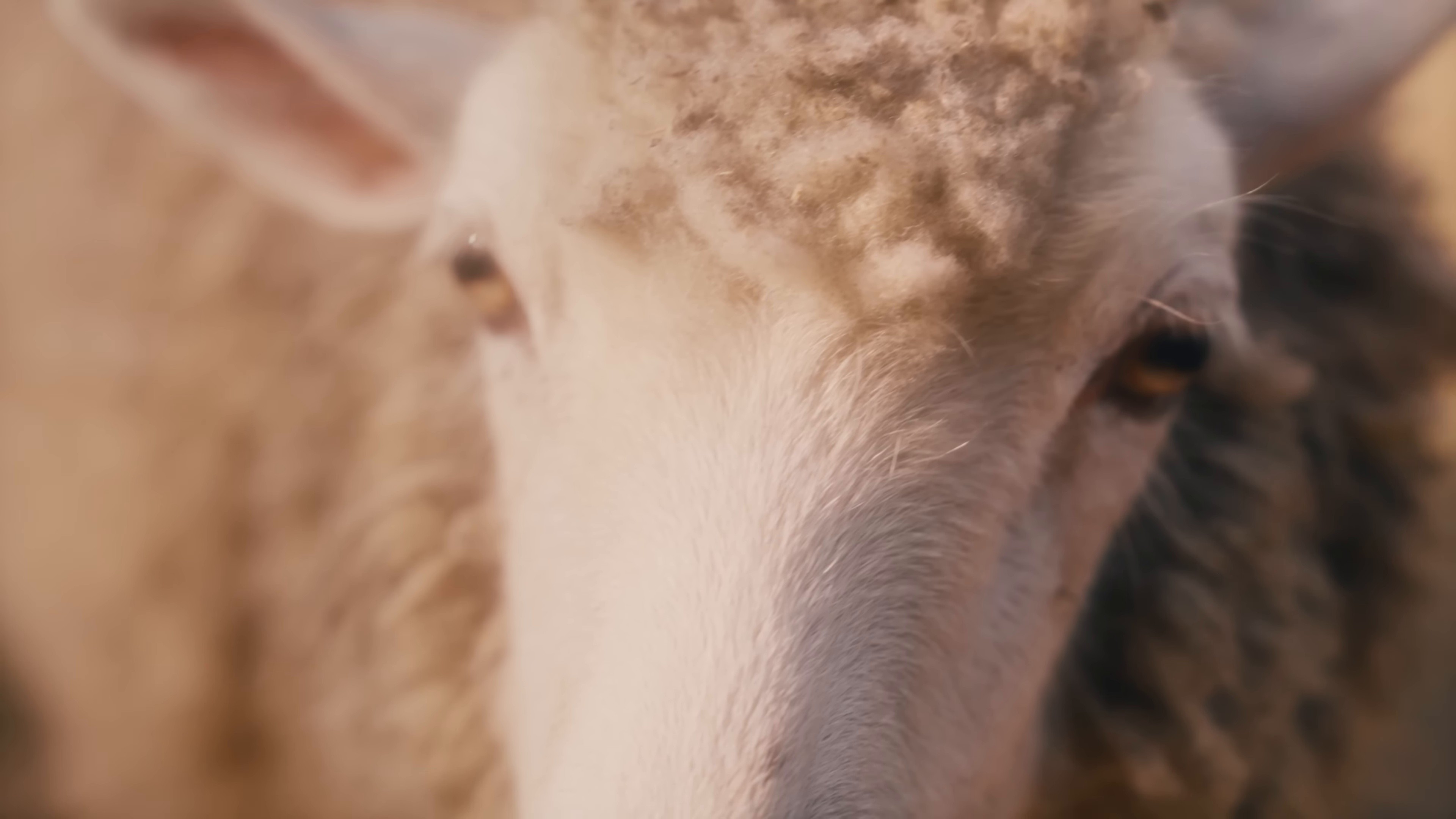 PAPER MOON (2025) —  shot,  lighting