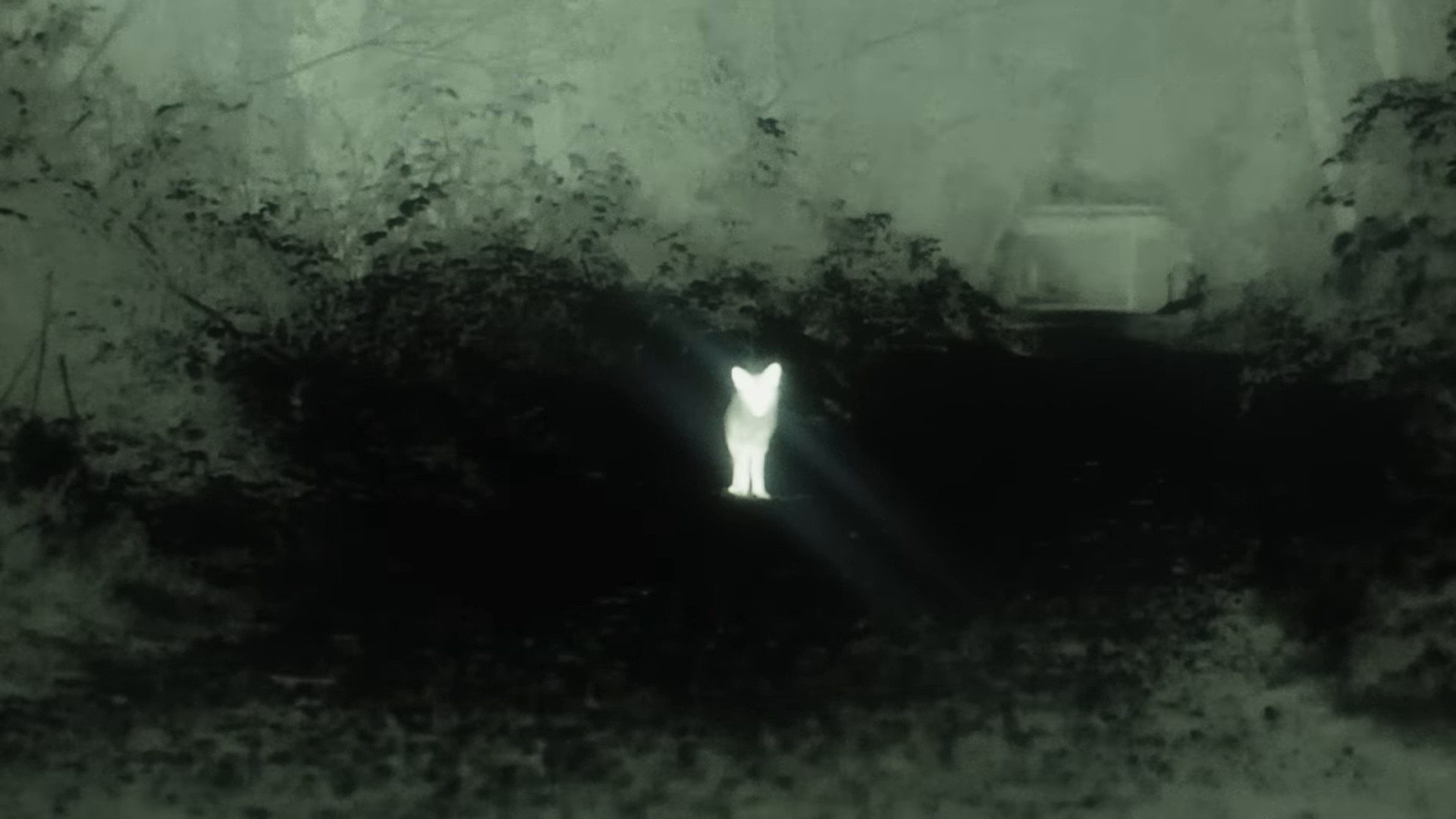 The Silence That Remains (2024) —  shot,  lighting