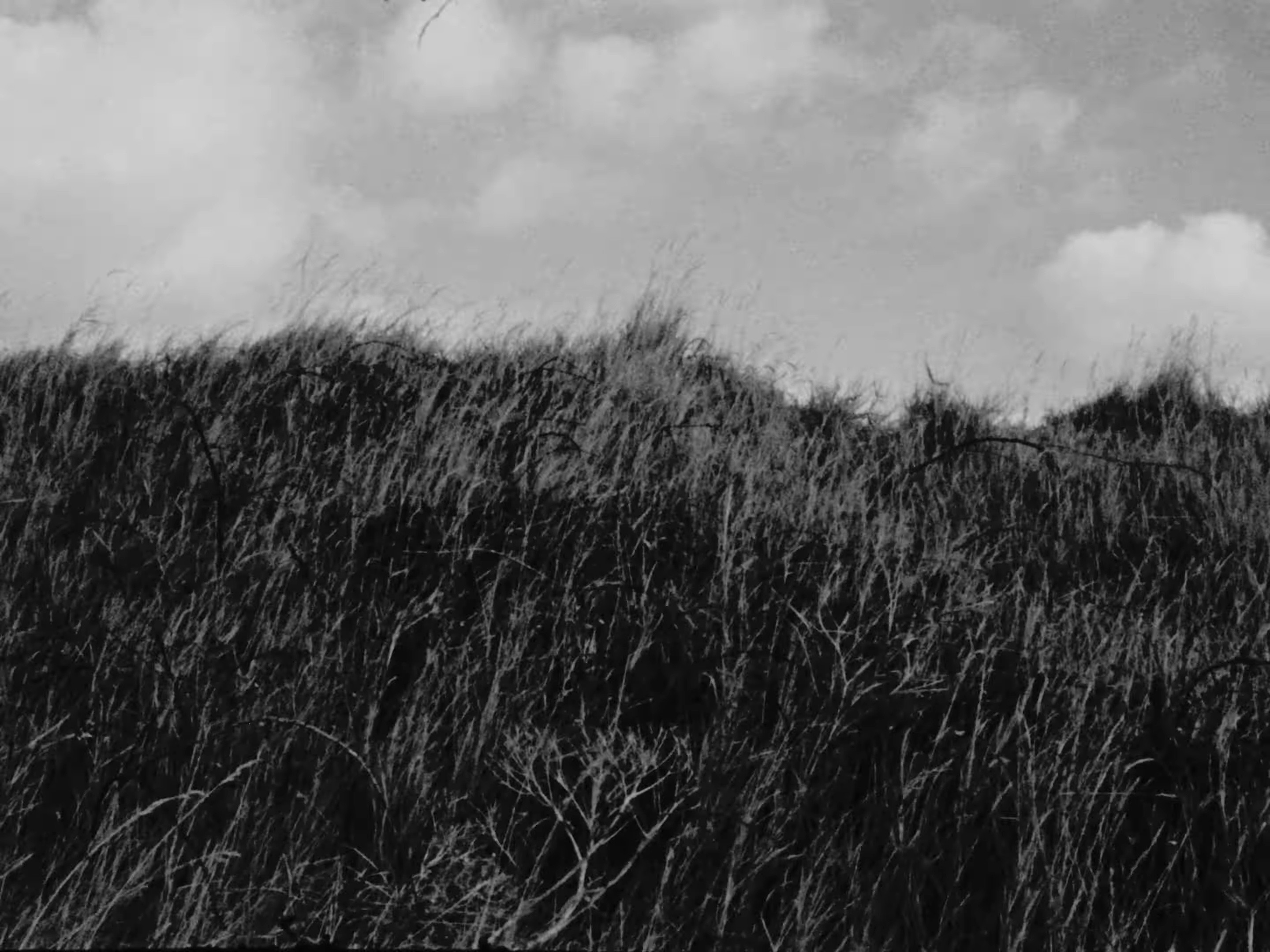 Barbed Wire (2025) —  shot,  lighting