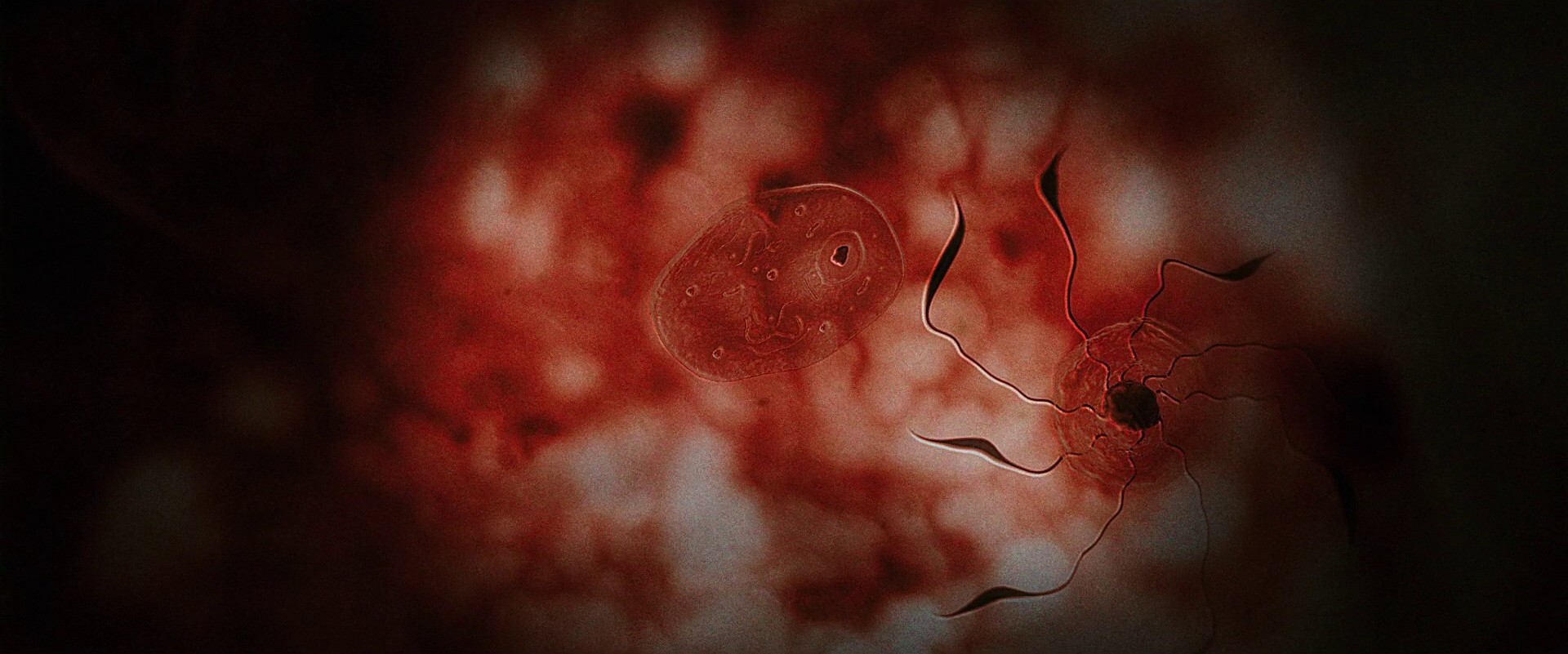 The Hallow (2015) —  shot,  lighting