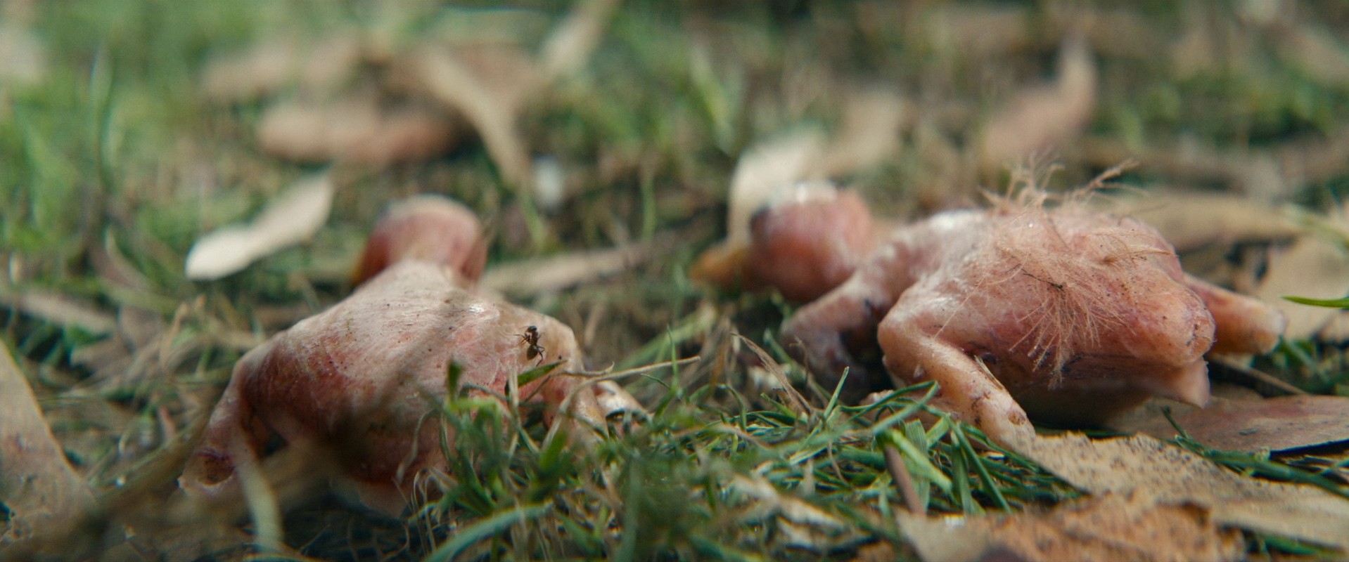 Vivarium (2019) —  shot,  lighting