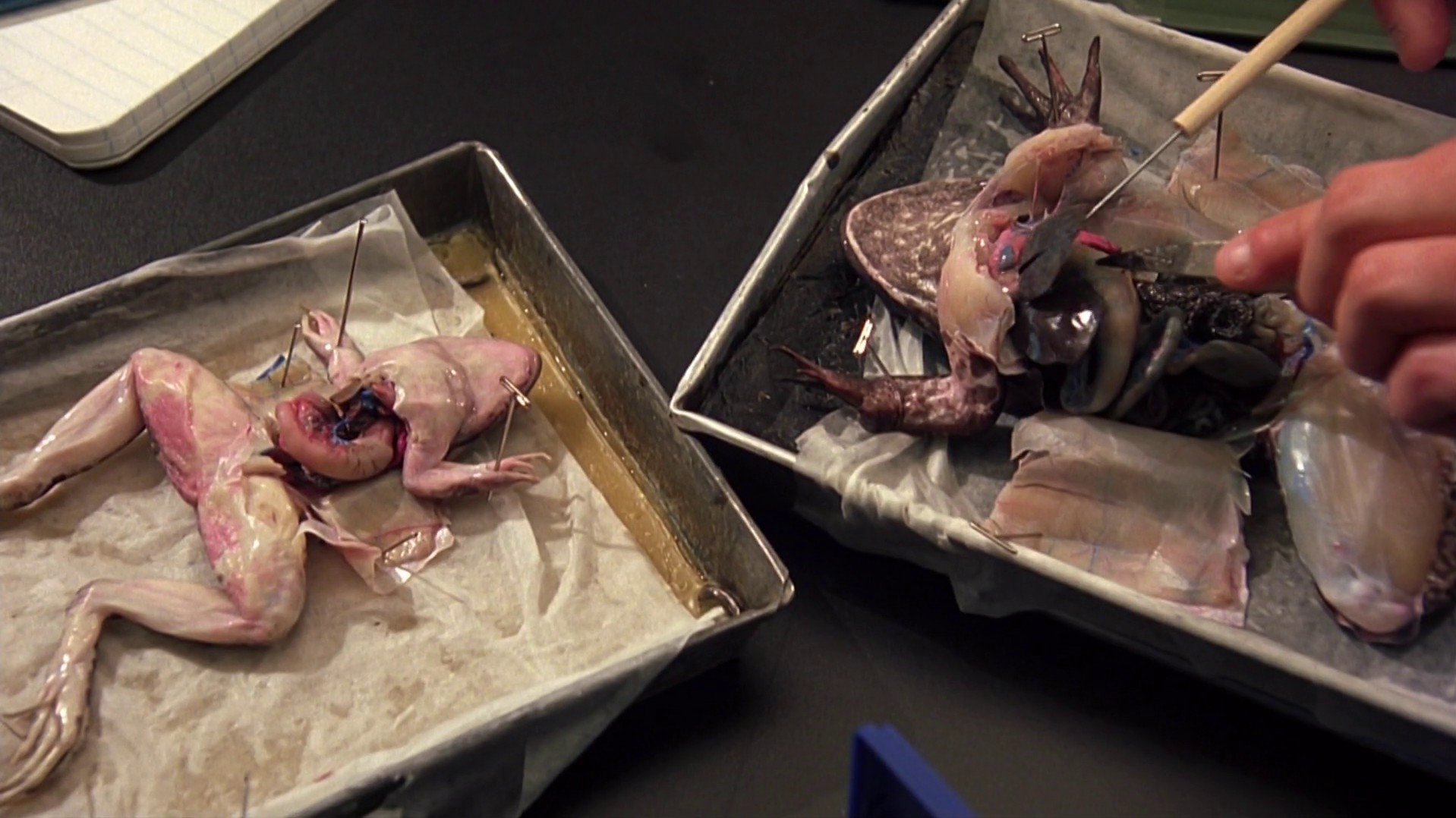 10 Things I Hate About You (1999) —  shot,  lighting