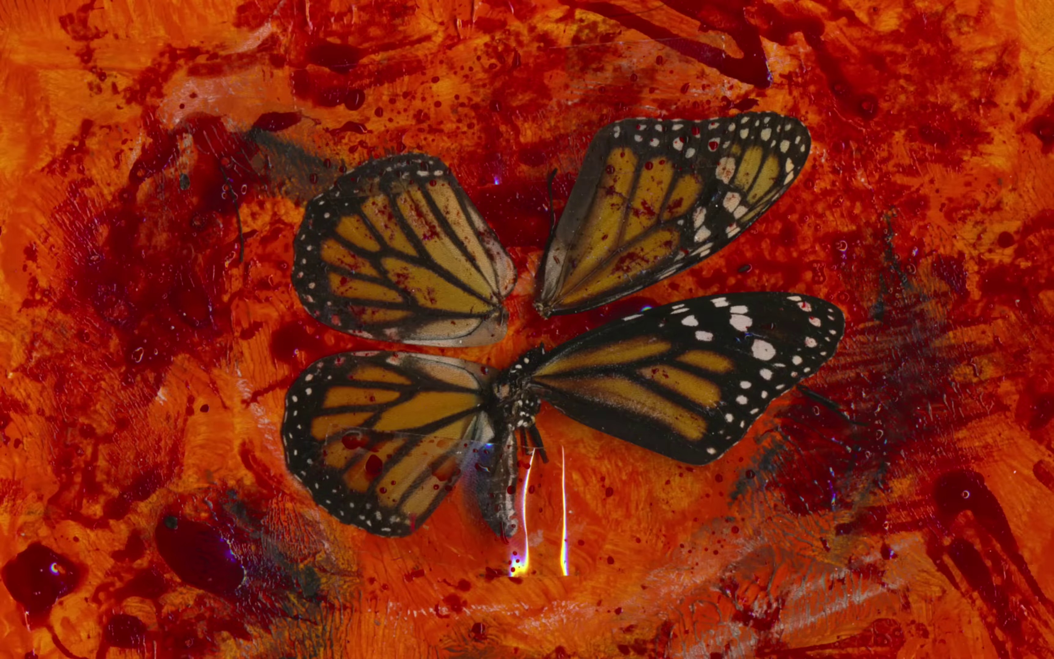 Papillon Monarque (2023) —  shot,  lighting