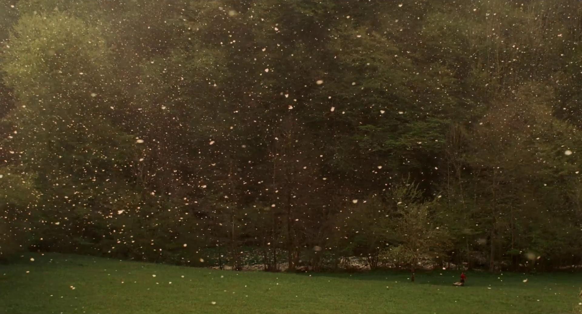 Stories from the Chestnut Woods (2019) —  shot,  lighting