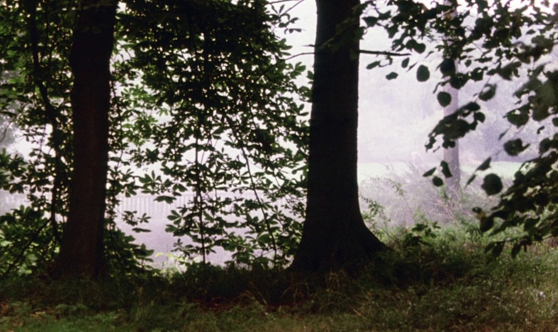 The Draughtsman's Contract (1982) —  shot,  lighting