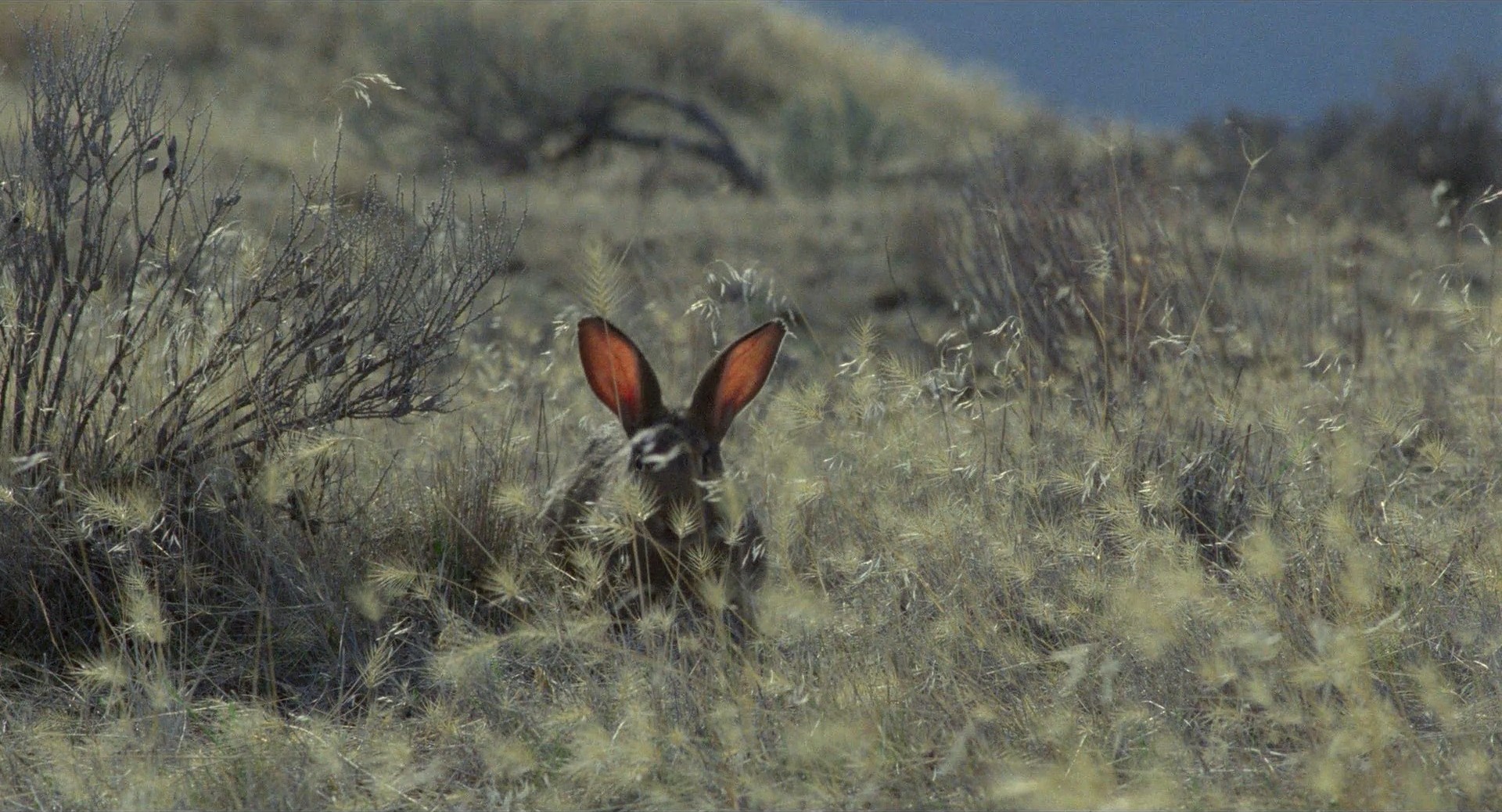 My Own Private Idaho (1991) —  shot,  lighting