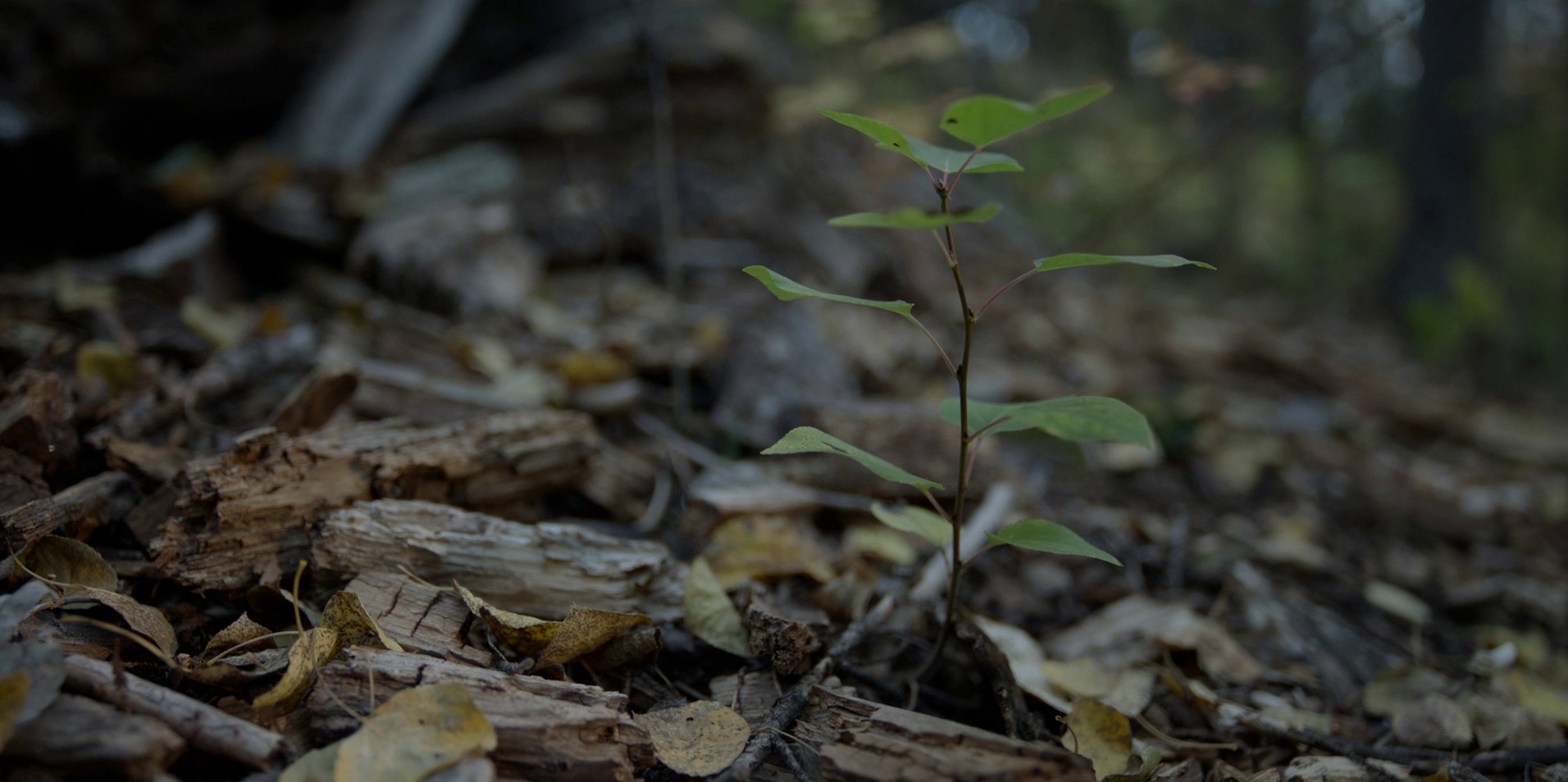 Rightful Place (2022) —  shot,  lighting