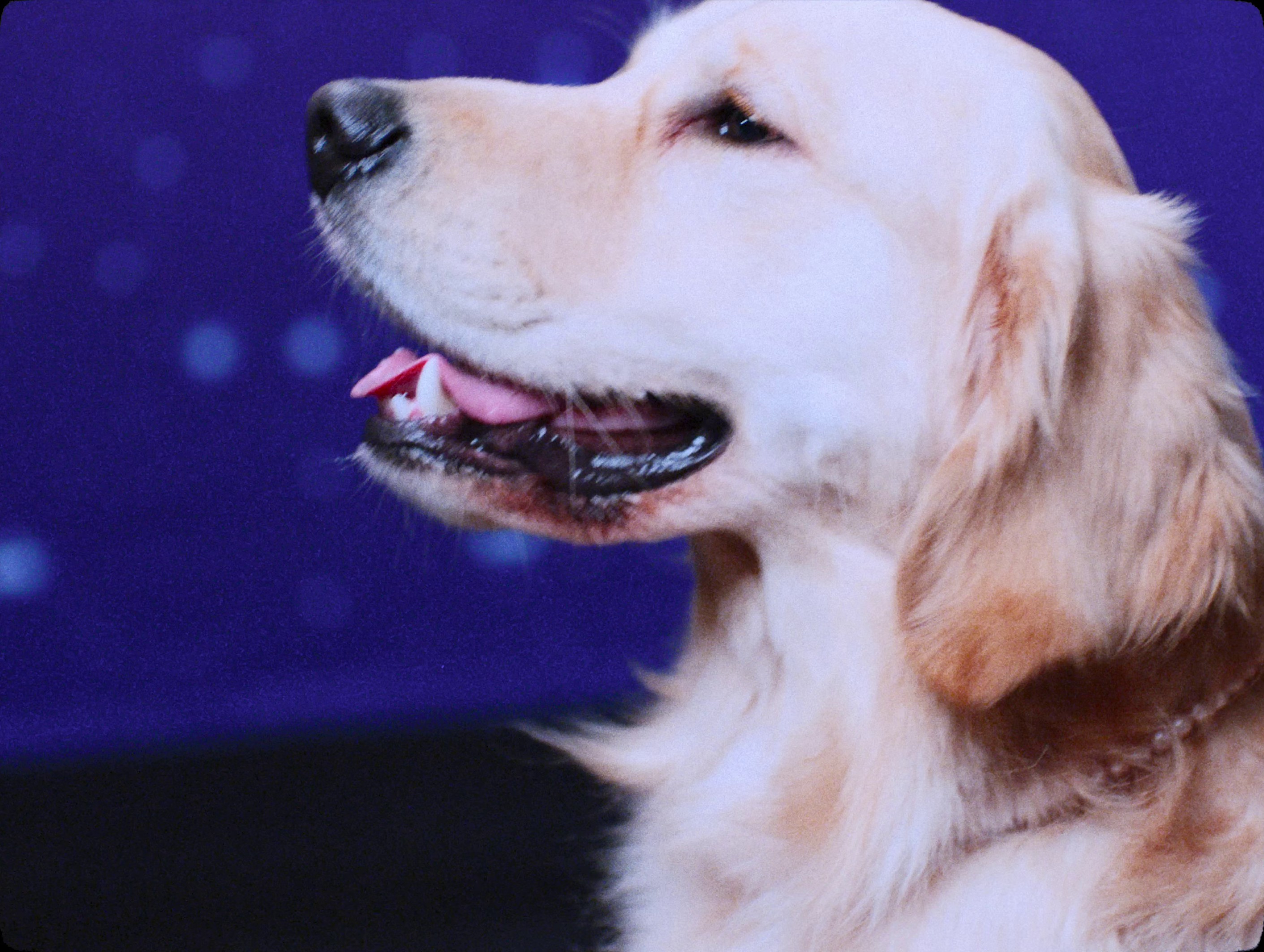 Gentleman (2024) —  shot,  lighting