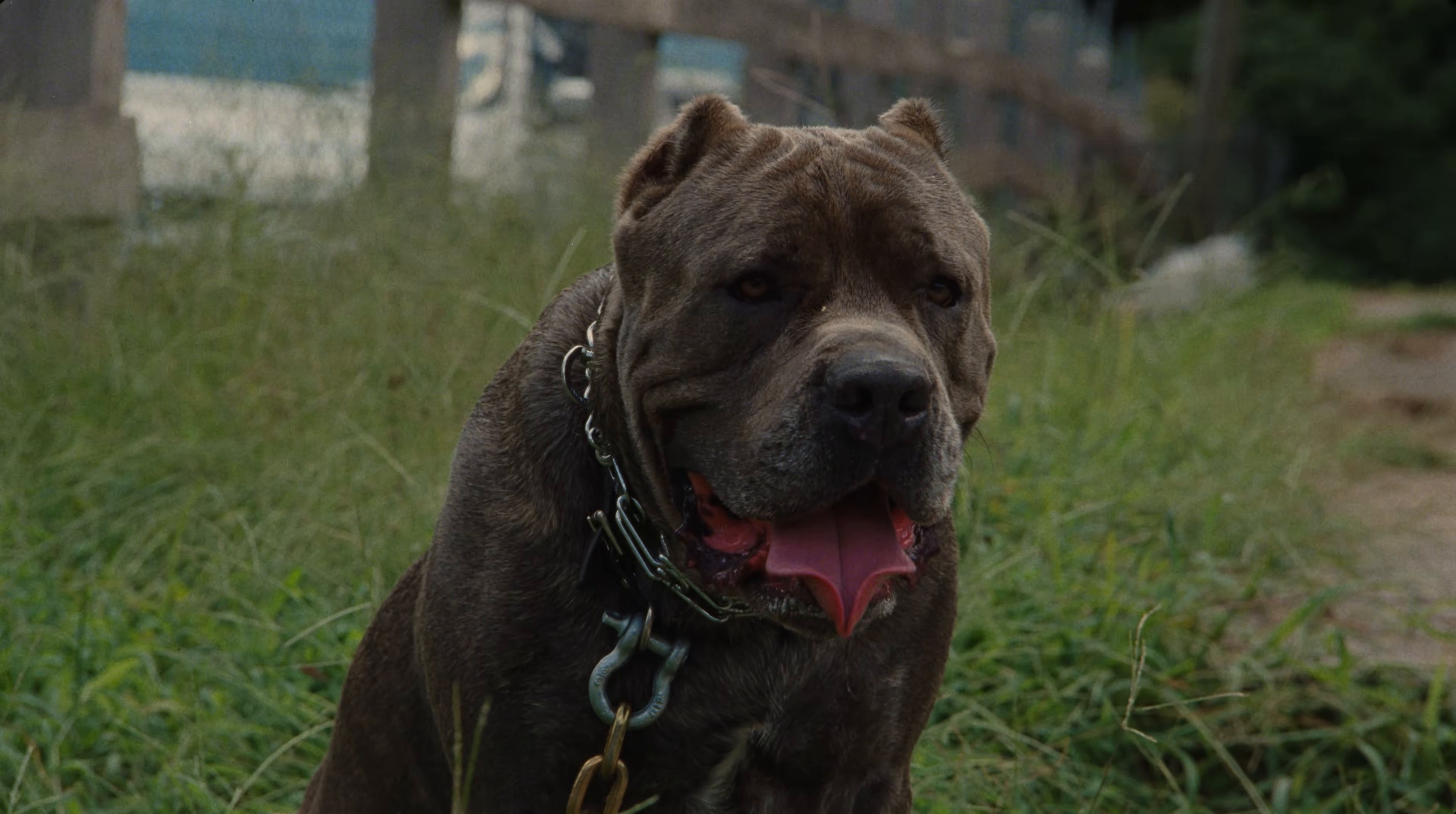 Community  (2025) —  shot,  lighting