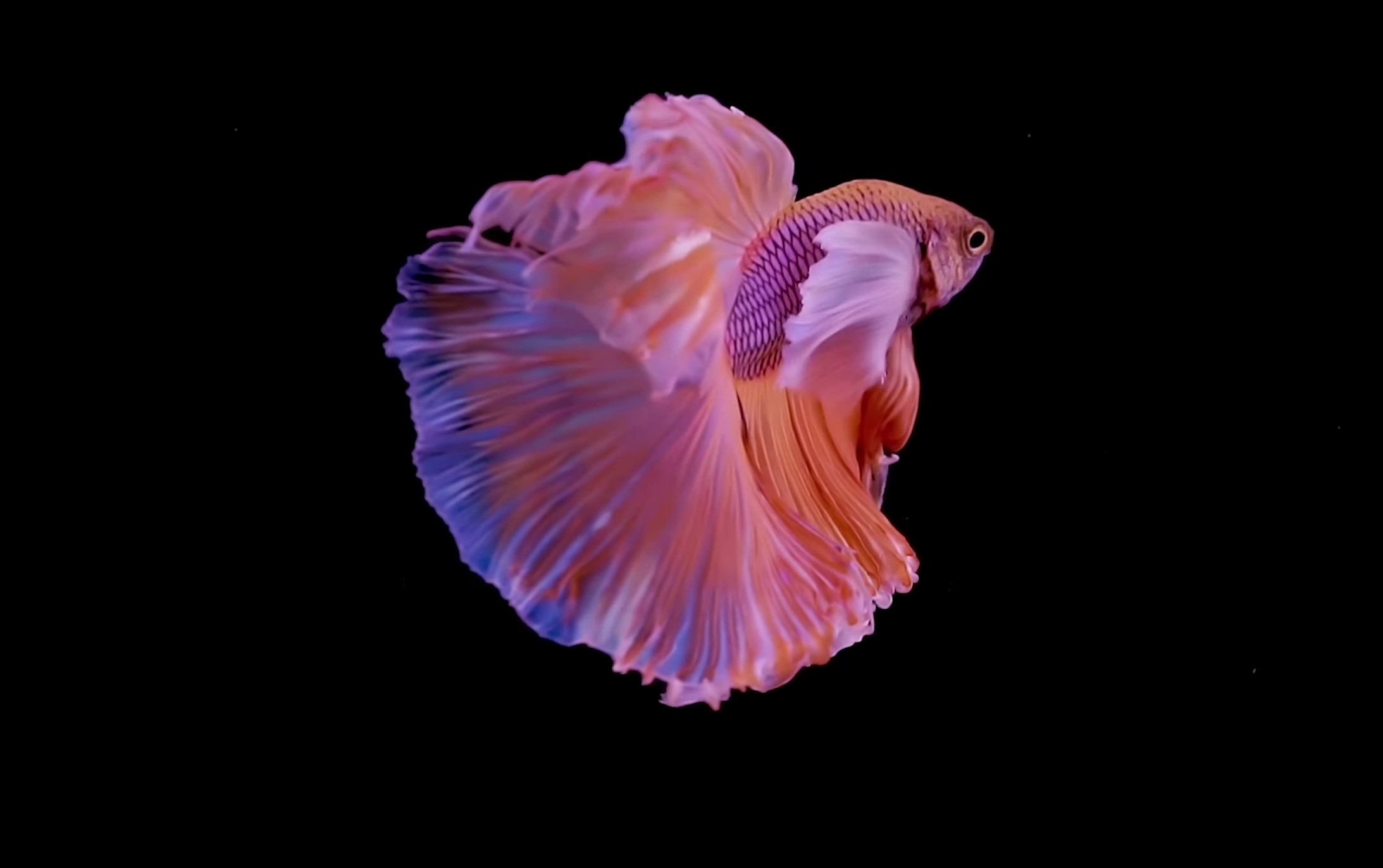 Crown Bounce (2024) —  shot,  lighting