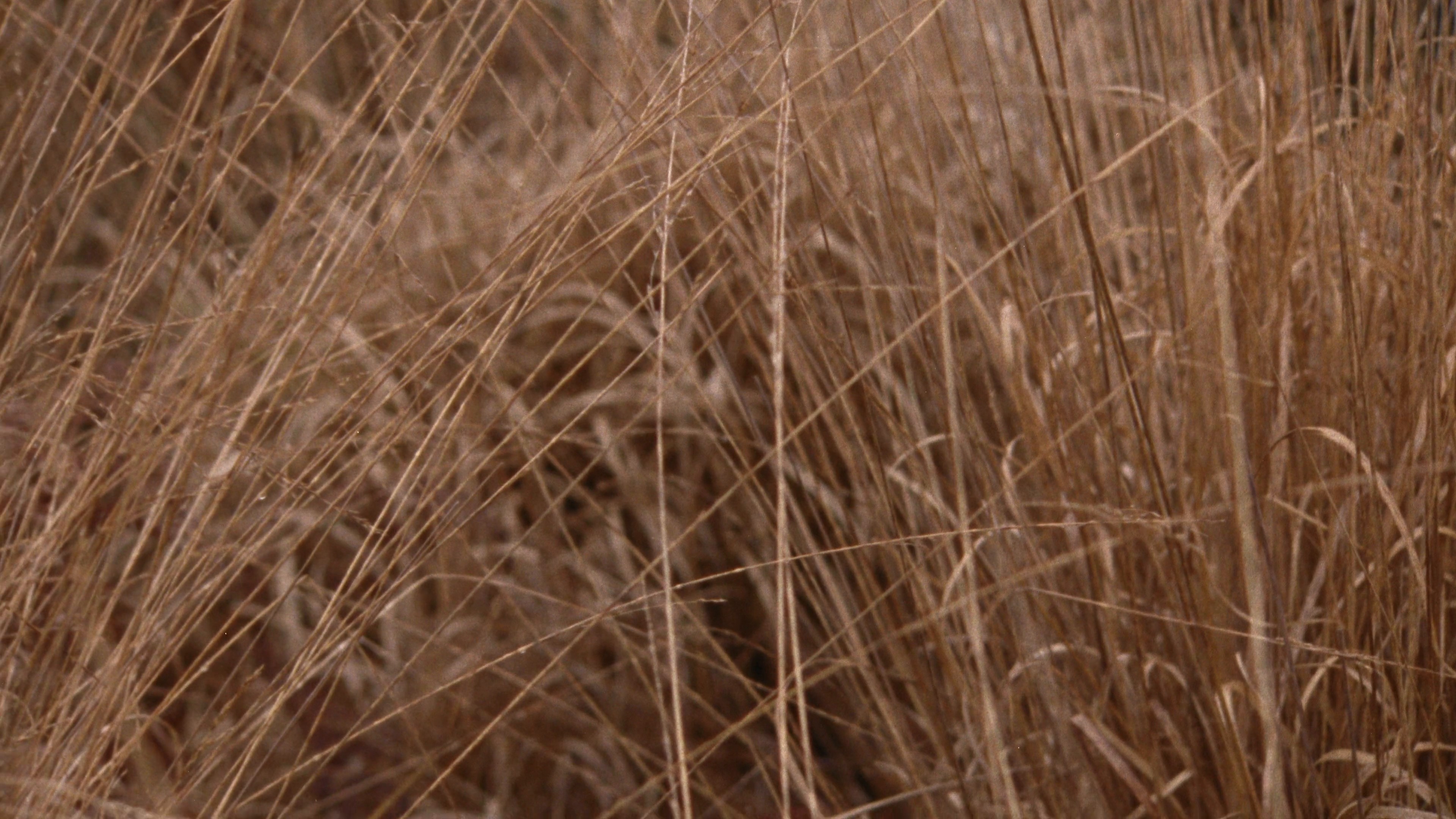 BURBERRY I HARRODS Knight Blue 024 (2024) —  shot,  lighting