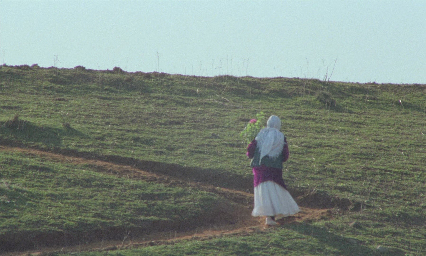 Through the Olive Trees (1995) —  shot,  lighting