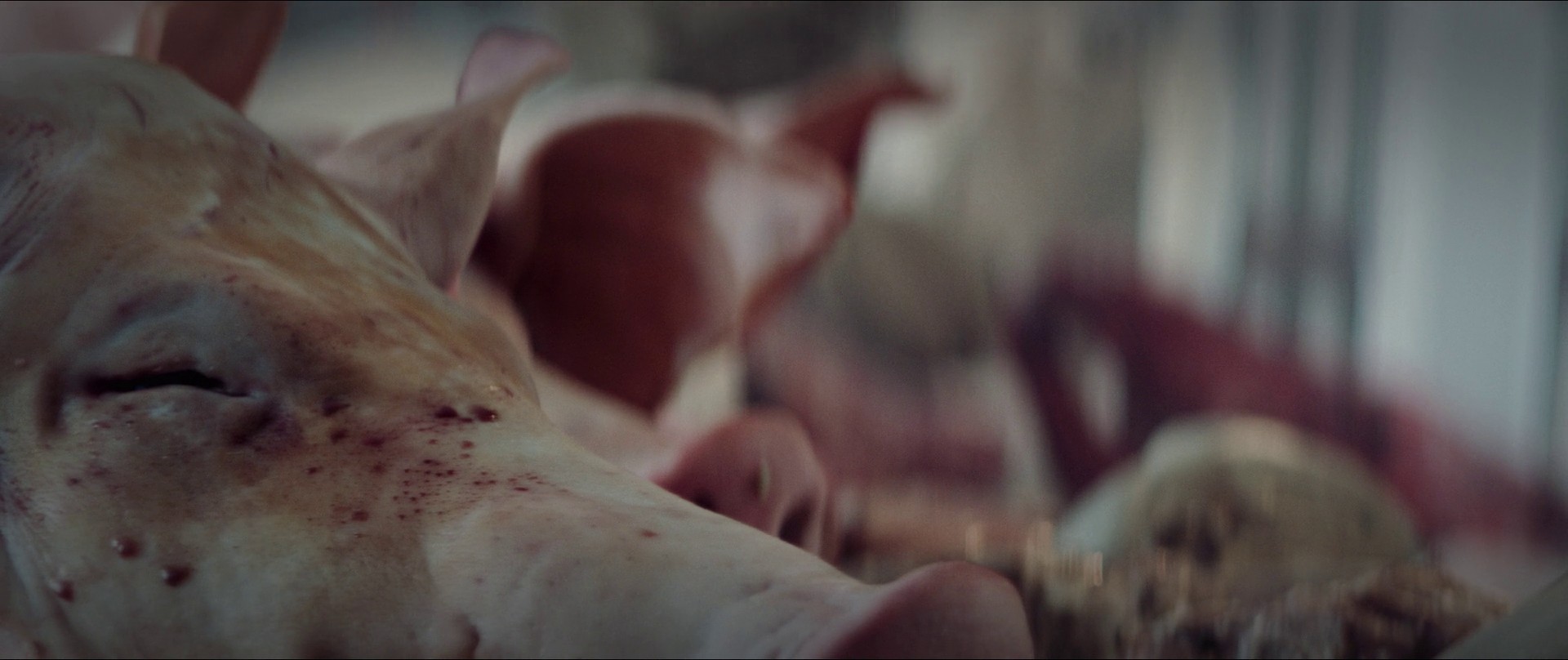 The Platform (2019) —  shot,  lighting