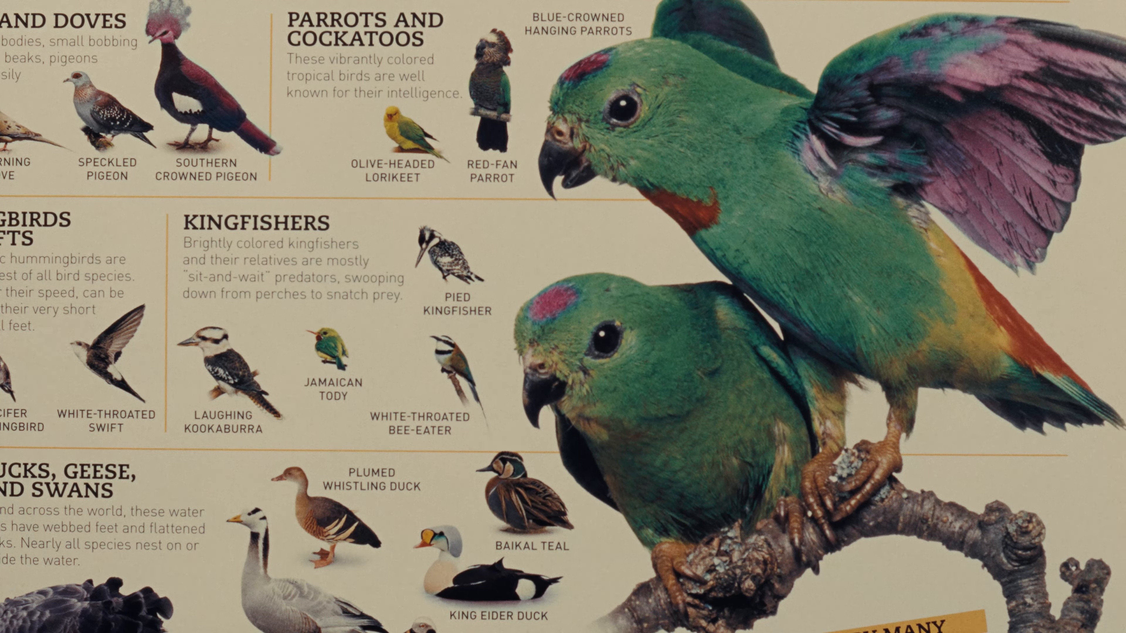 Animaru (2025) —  shot,  lighting