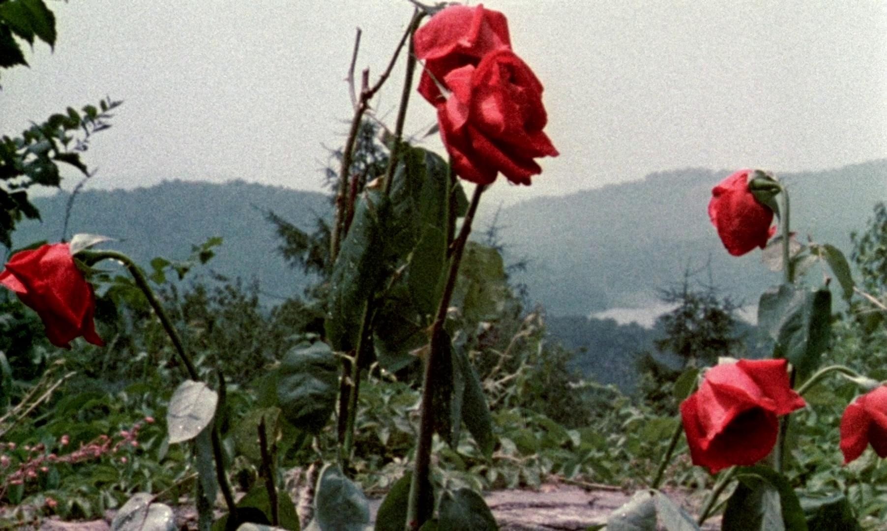 Ganja & Hess (2023) —  shot,  lighting