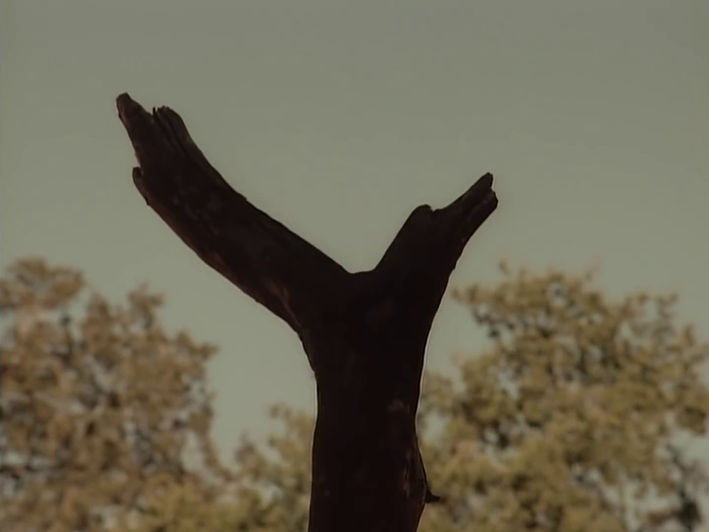 Island In The Sun (2009) —  shot,  lighting