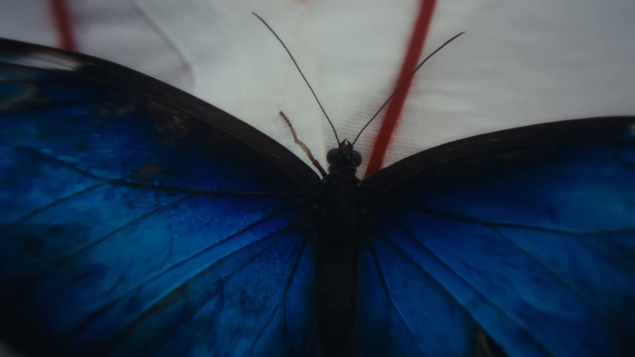 Heaven (Butterflies) (2025) —  shot,  lighting