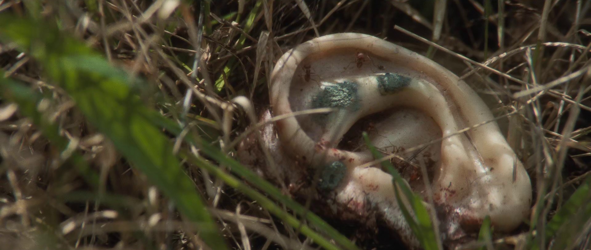 Blue Velvet (1986) —  shot,  lighting
