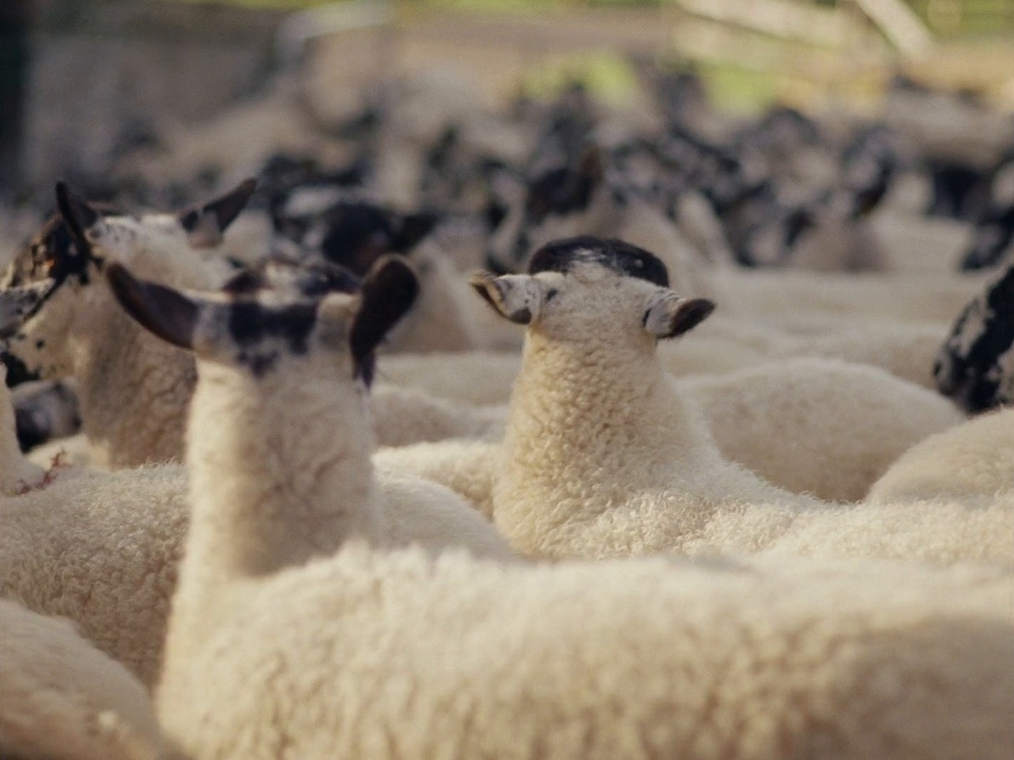 Burberry: "Counting Sheep" (dir. rubberband.) (2024) —  shot,  lighting