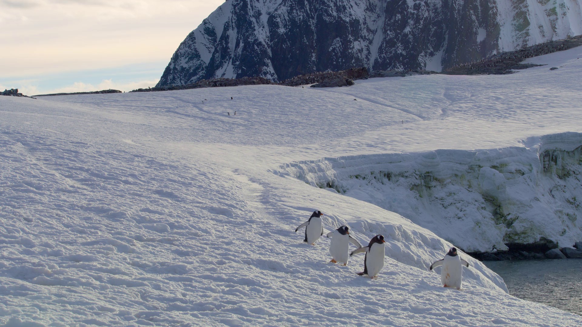 Freedom to Roam (2023) —  shot,  lighting