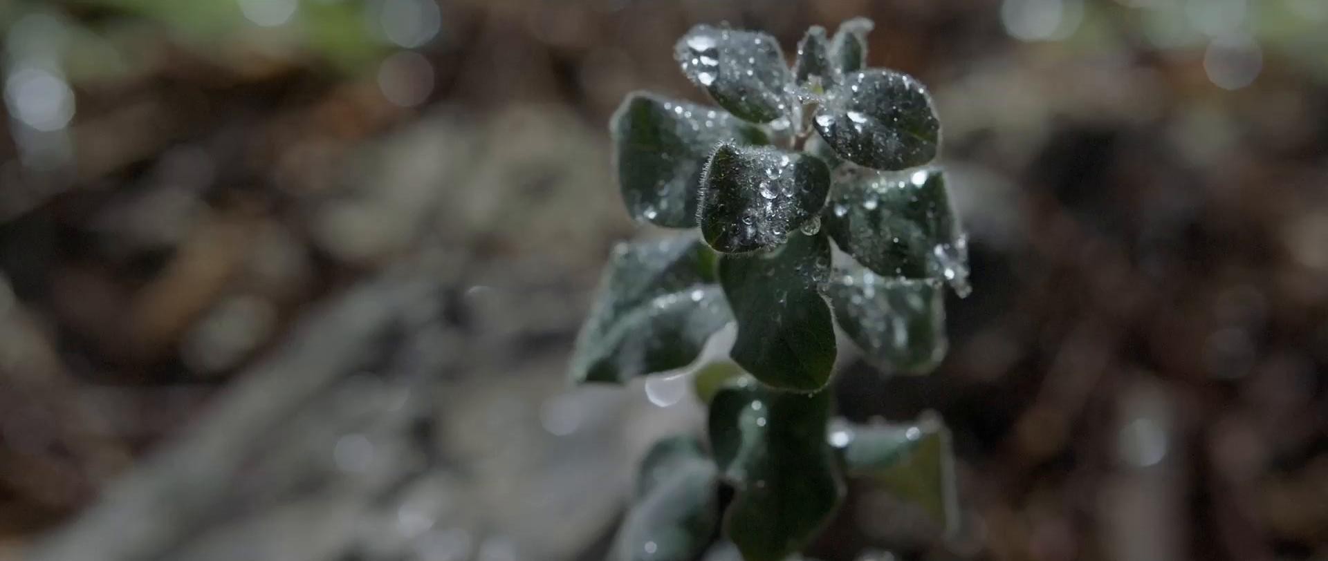 ARROWHEAD "Great" (2016) —  shot,  lighting