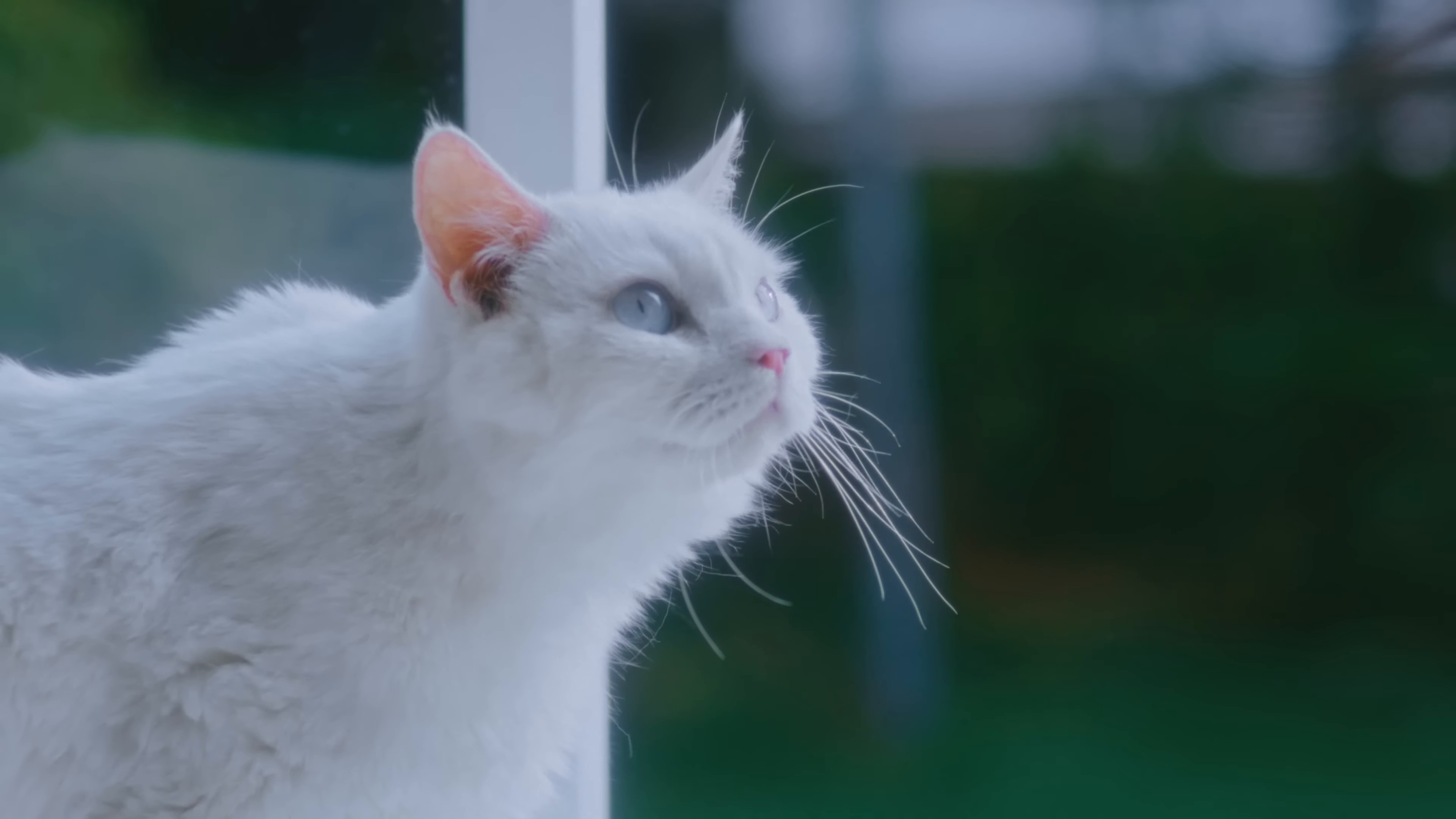 Cherry (2024) —  shot,  lighting